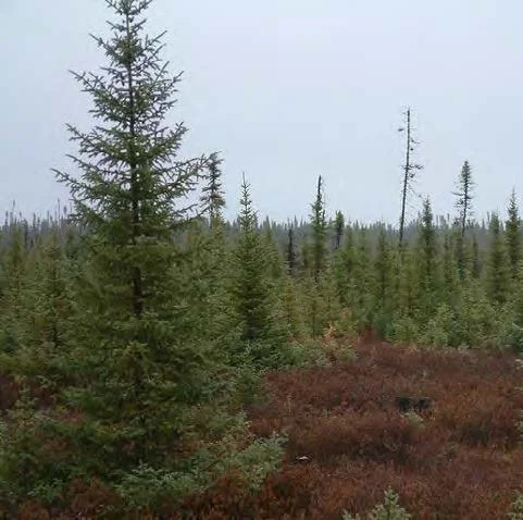 blk spruce_Page_1_Image_0003.jpg