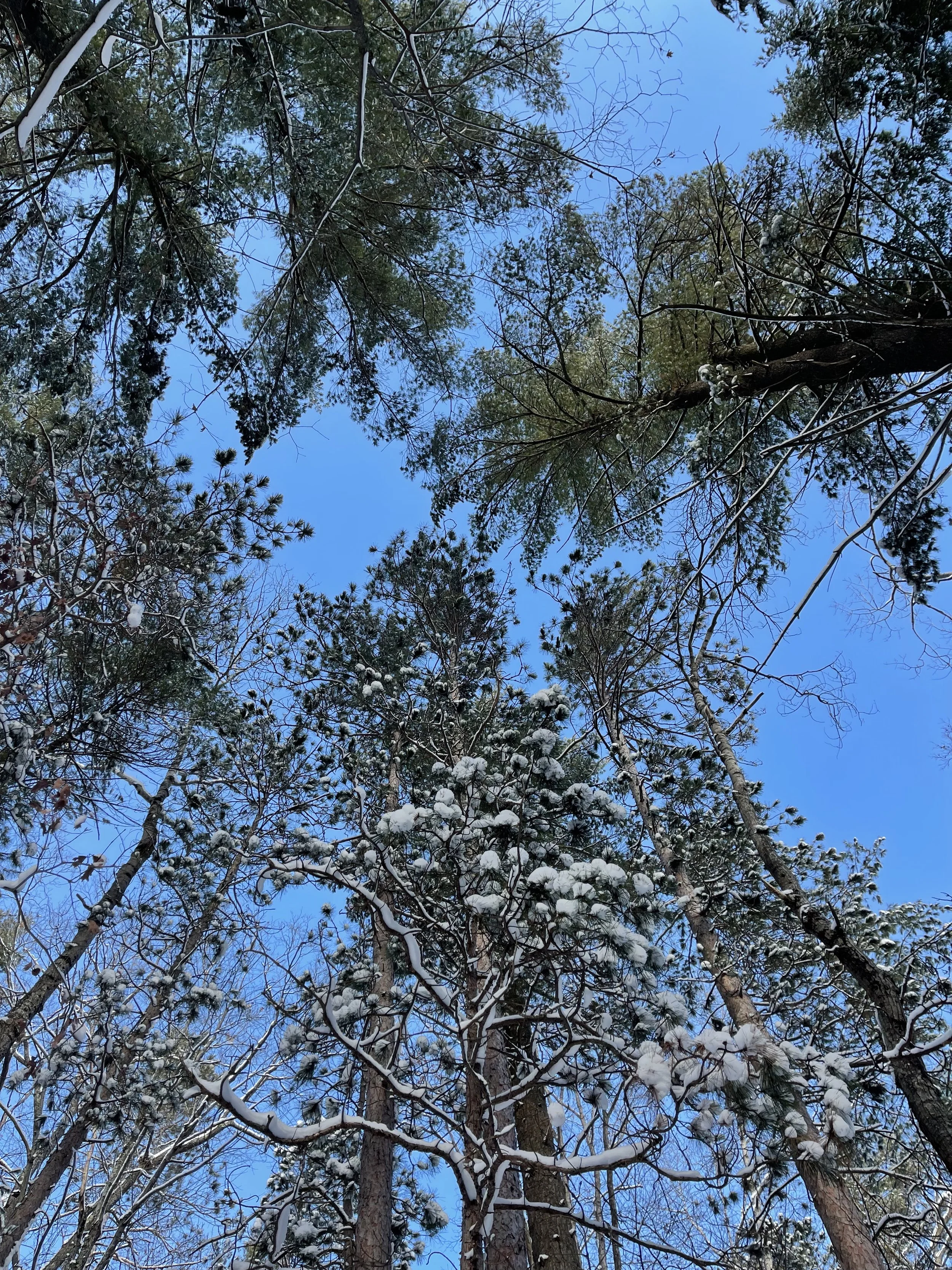 Eyes on the Forest: Sentinel Tree Workshop 