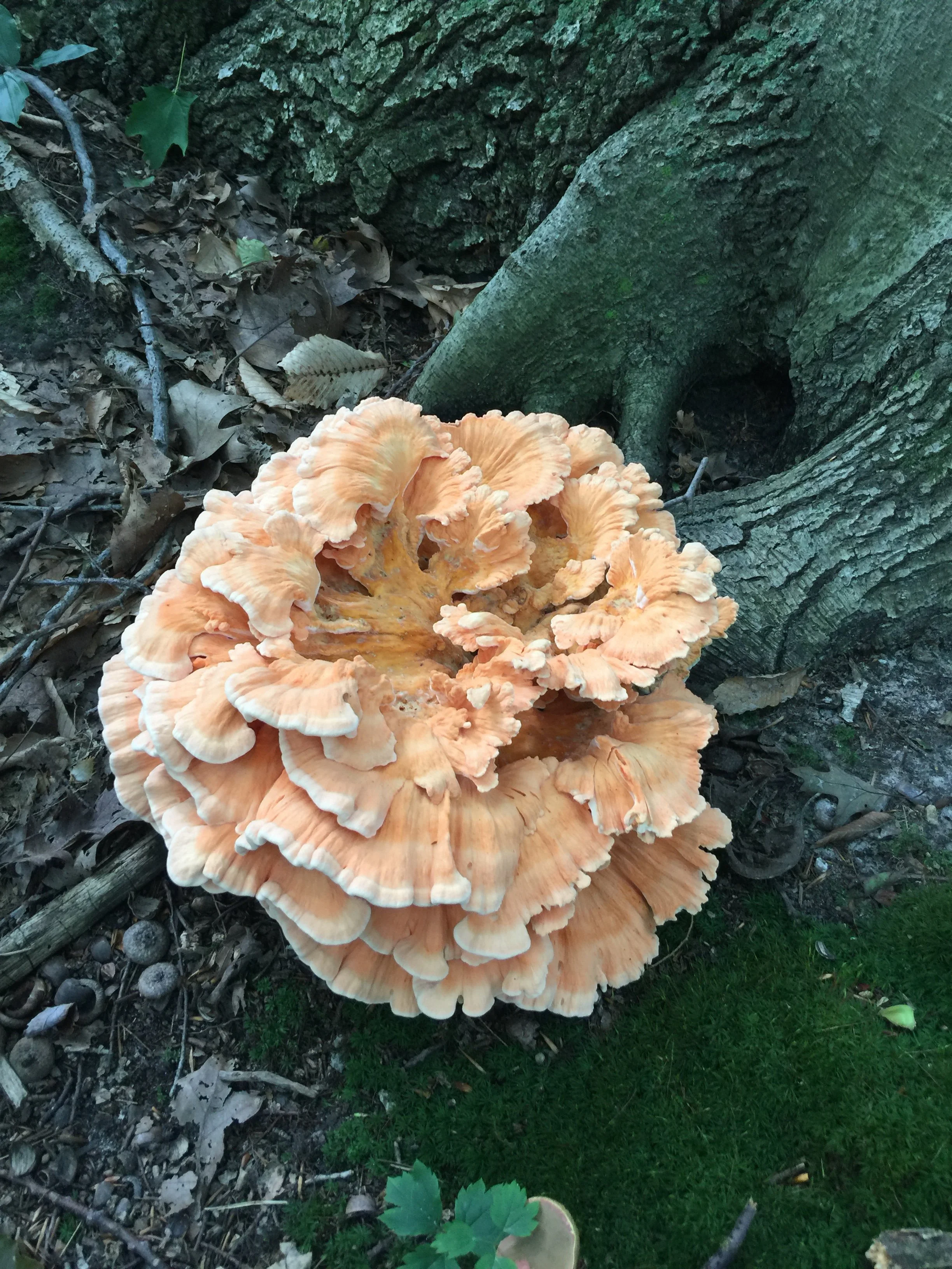 Mushrooms of the Month: August Wild-Edibles 