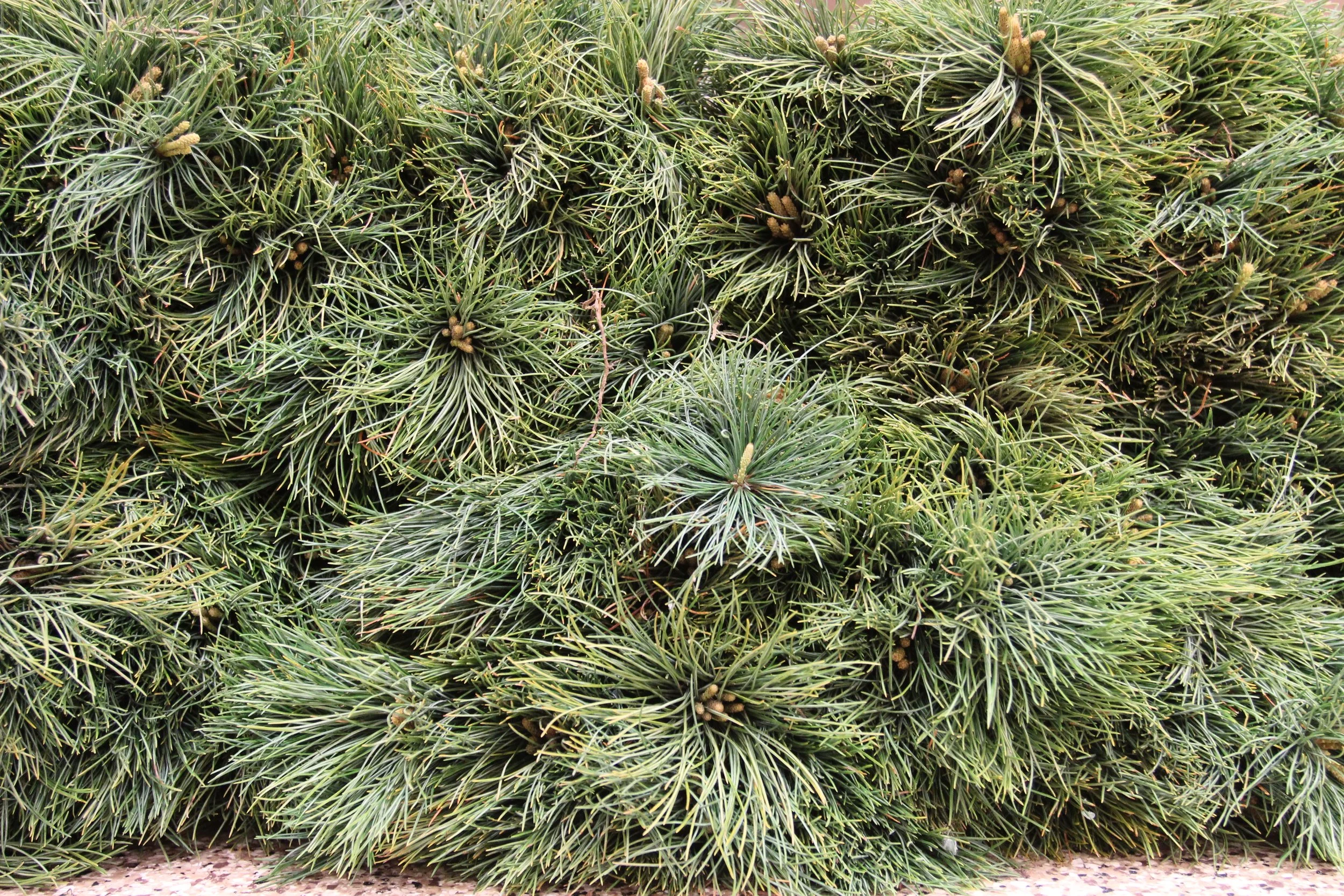 Wreath-Making Workshop