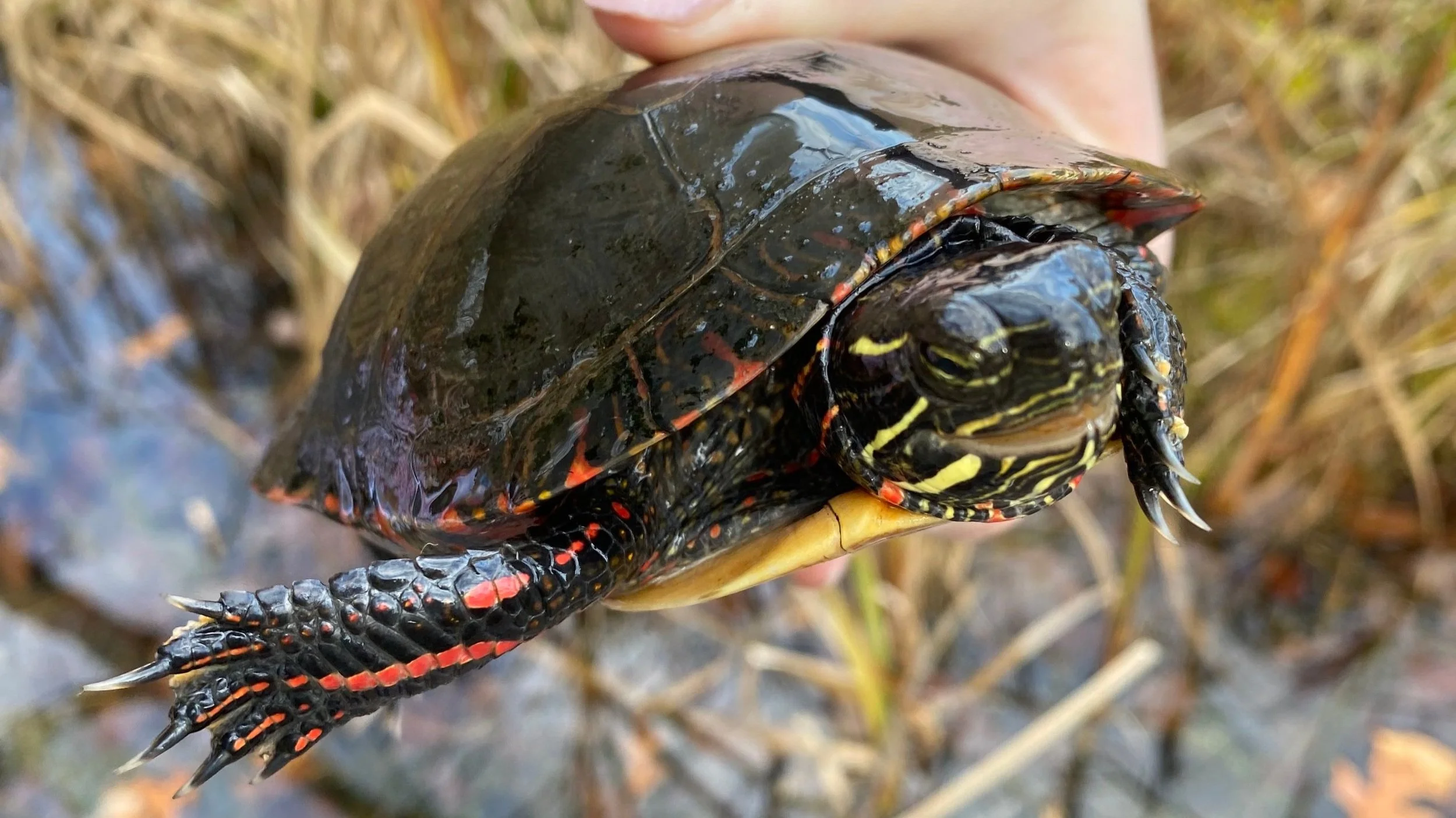 Fall Homeschool - Week 6