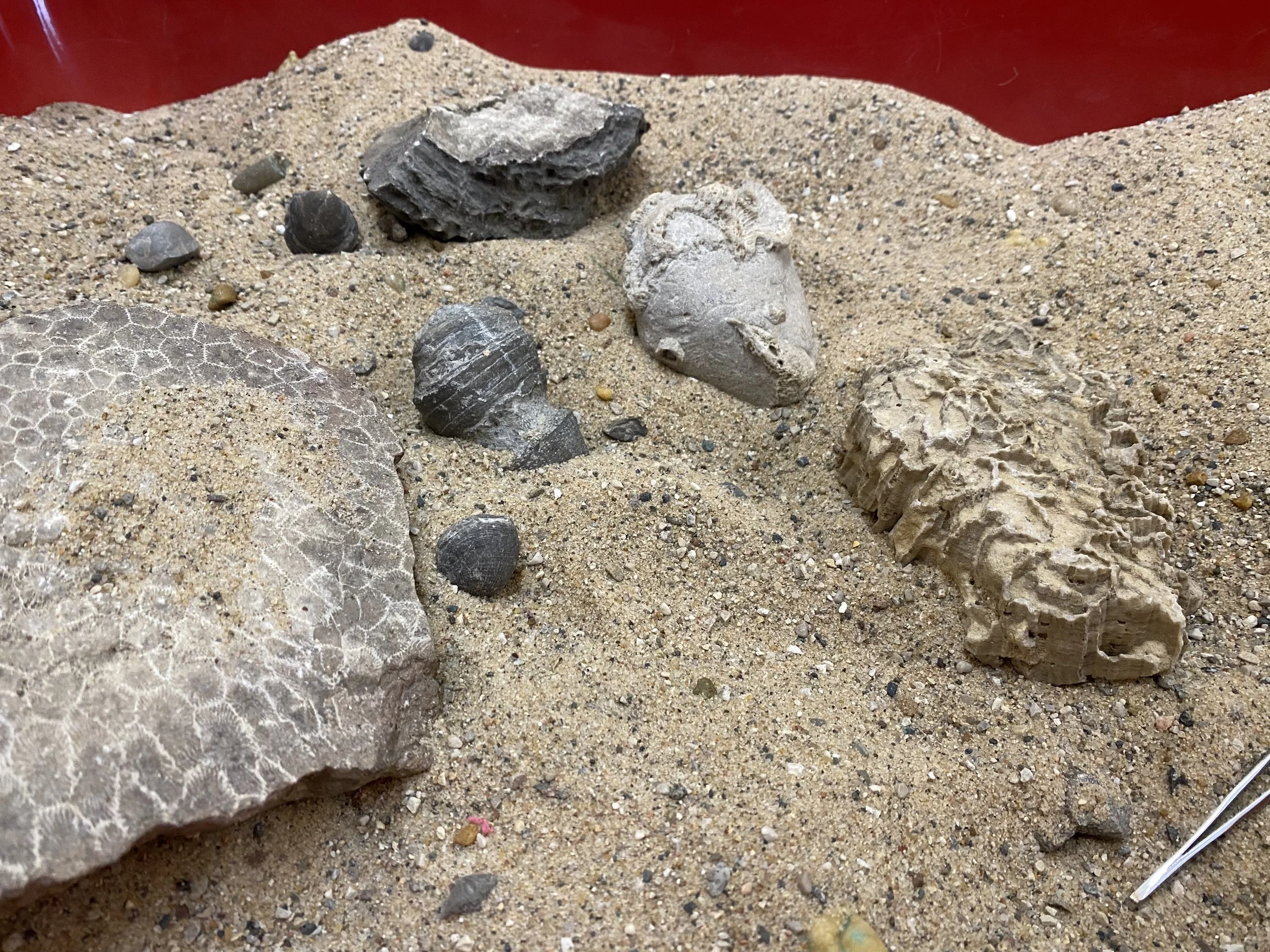 Fall Knee High Naturalists - Week 8 (Wednesday)