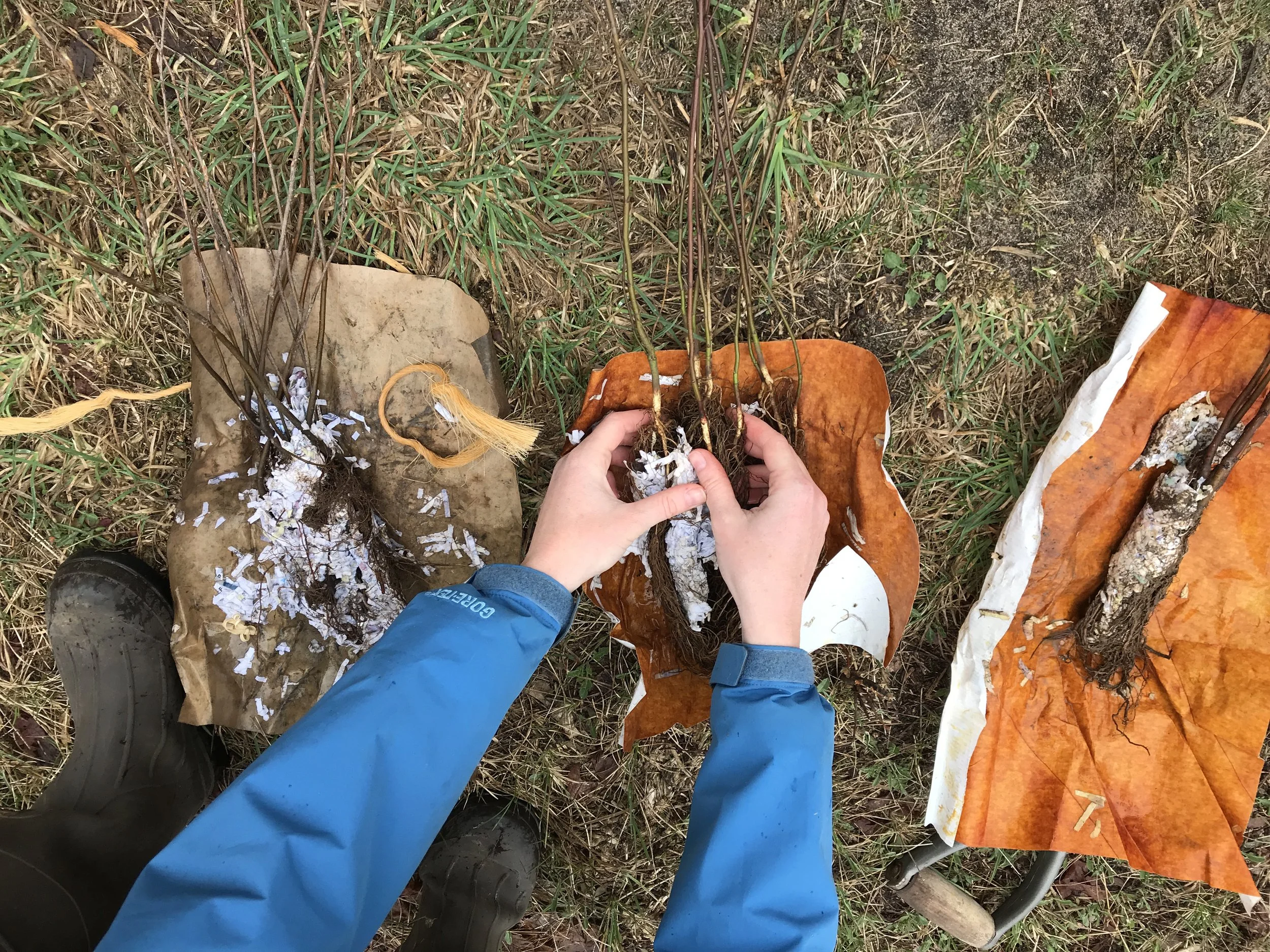 District Forester Office Hours: Seedling Selection & Care