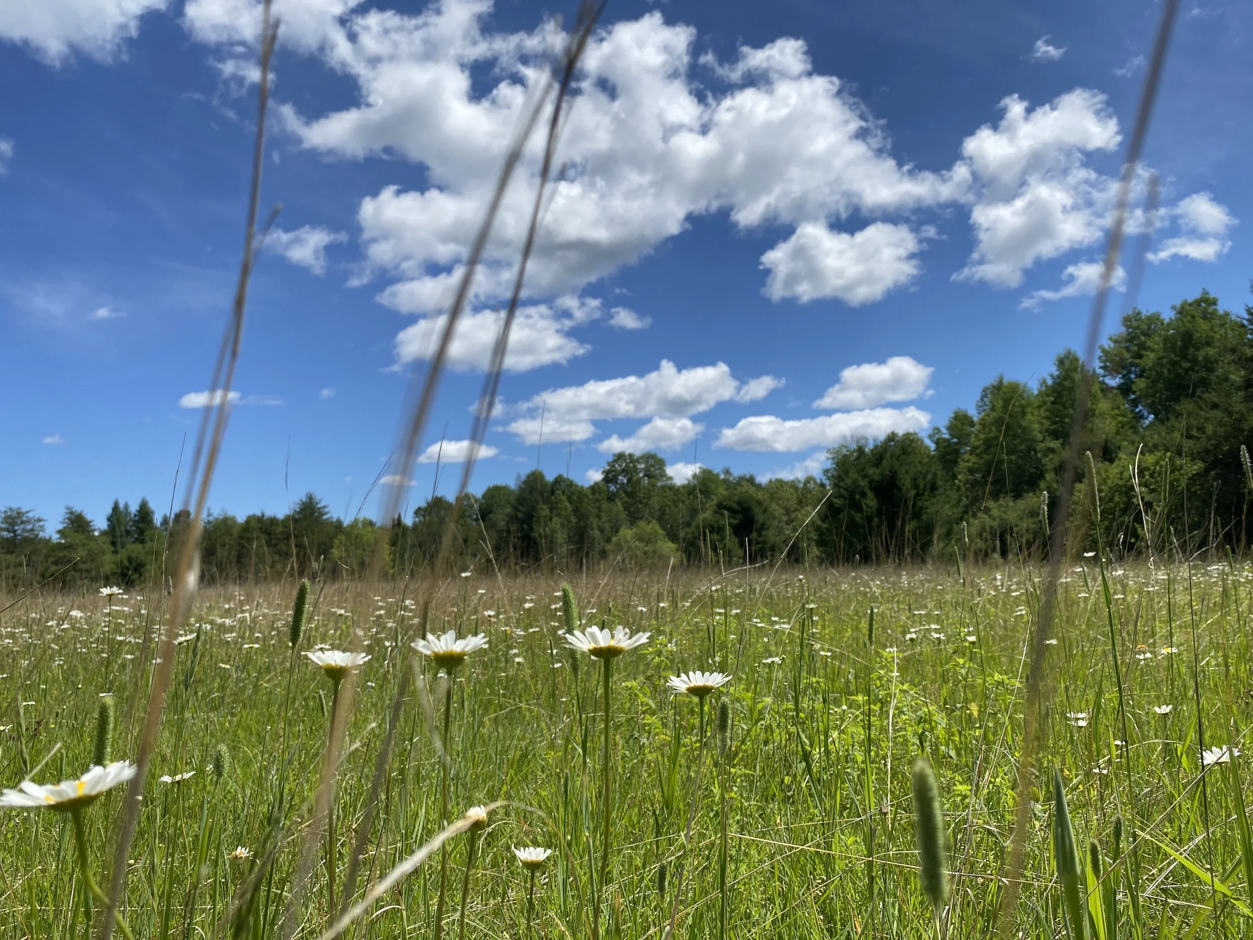 Hickory Meadows Volunteer Workbee 