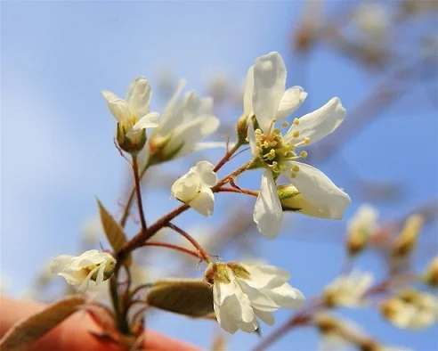 Amelanchier laevis_Dan Mullen (2)_resizeforweb.jpg