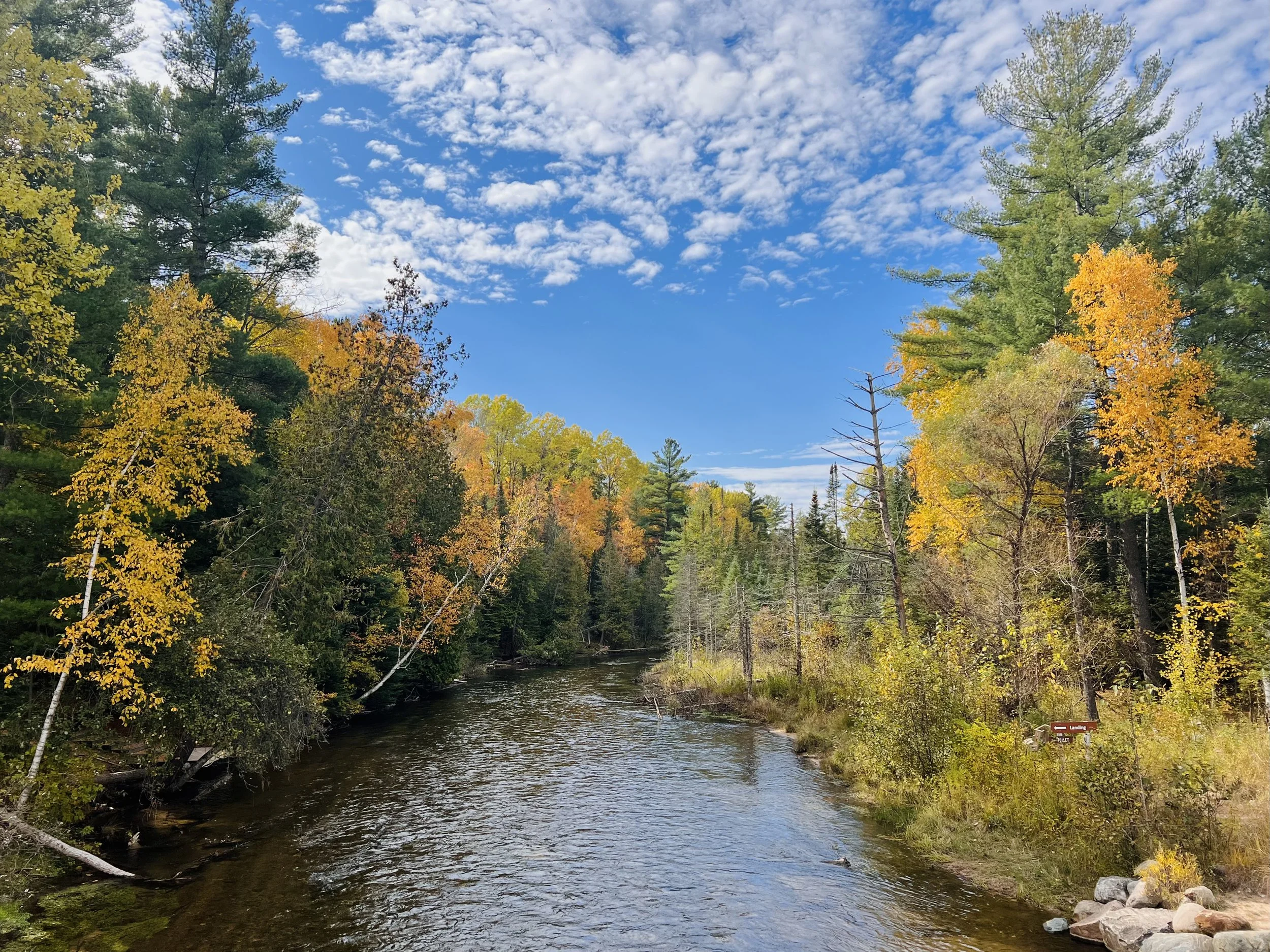 Wellness in the Woods