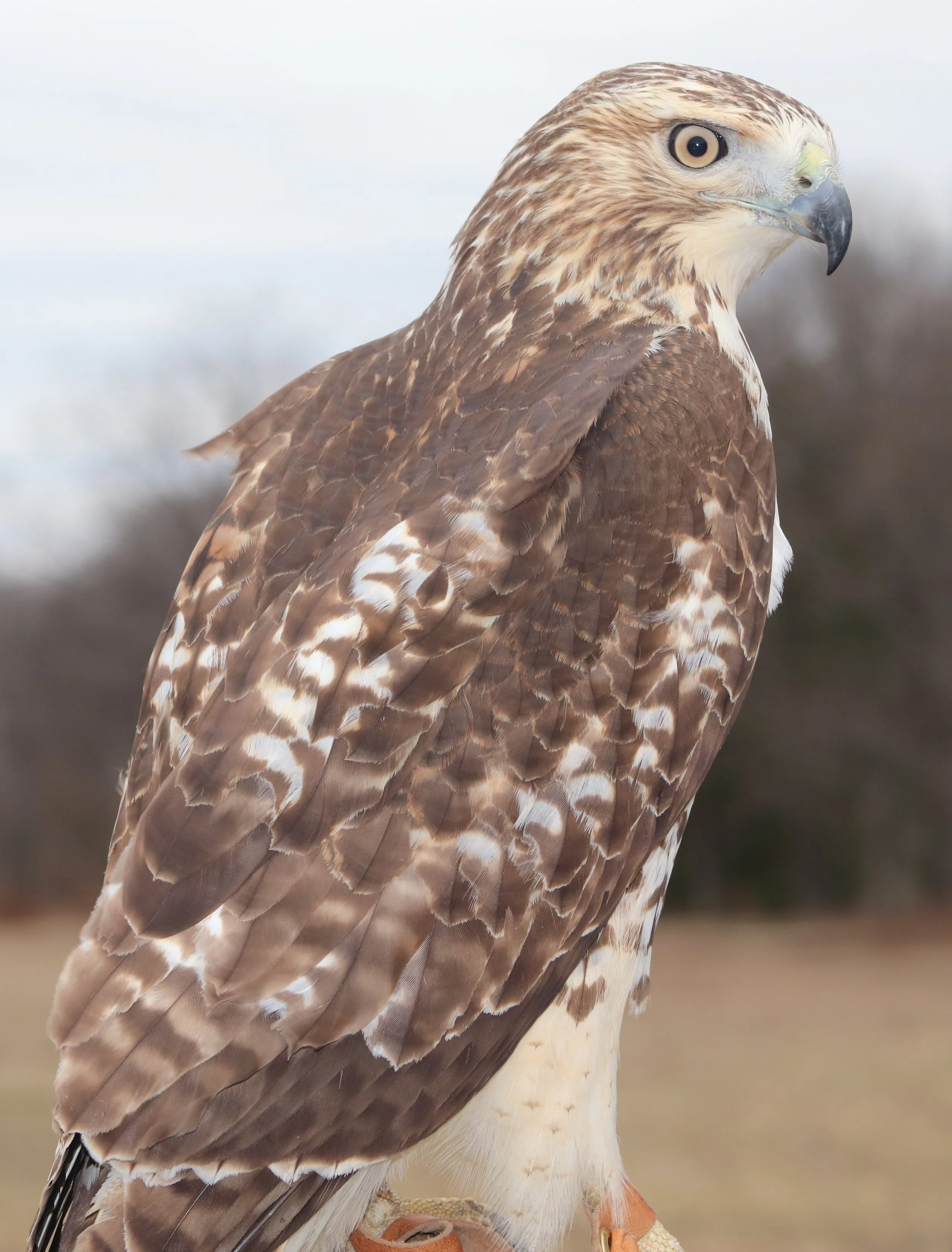 An Evening with Live Raptors — Grand Traverse Conservation District