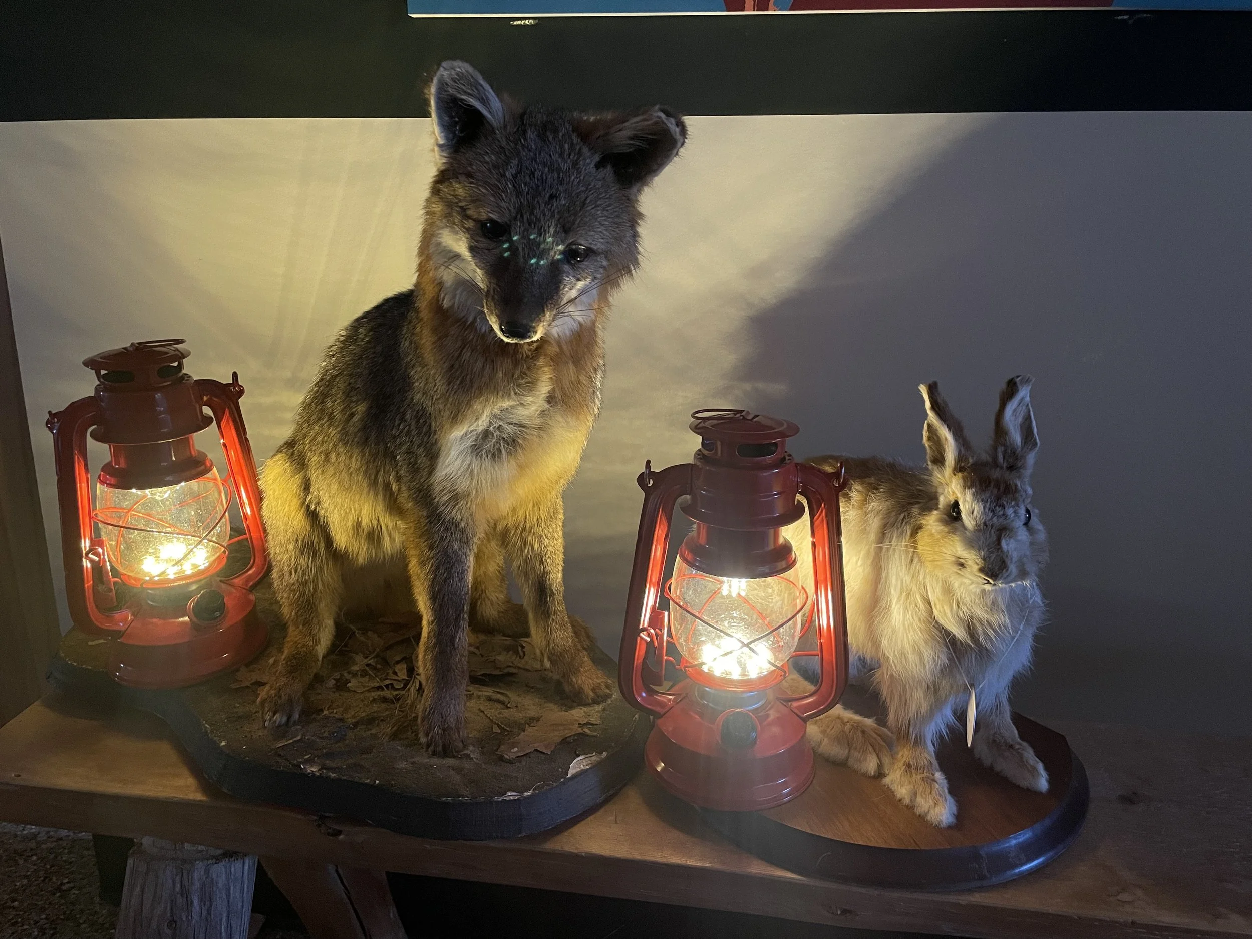 Night at the Nature Center