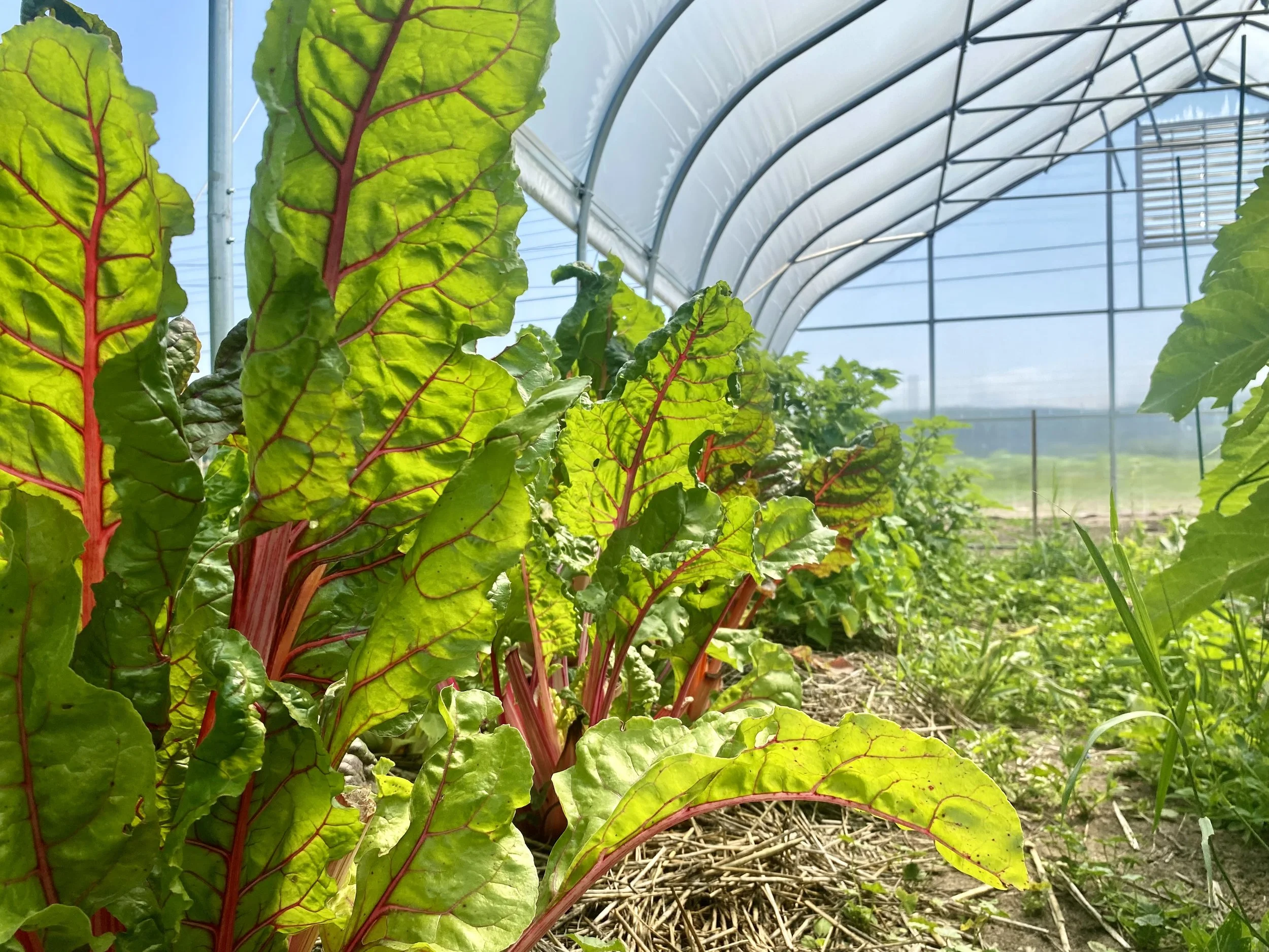 Swiss chard_GLIF2023_HW.jpg