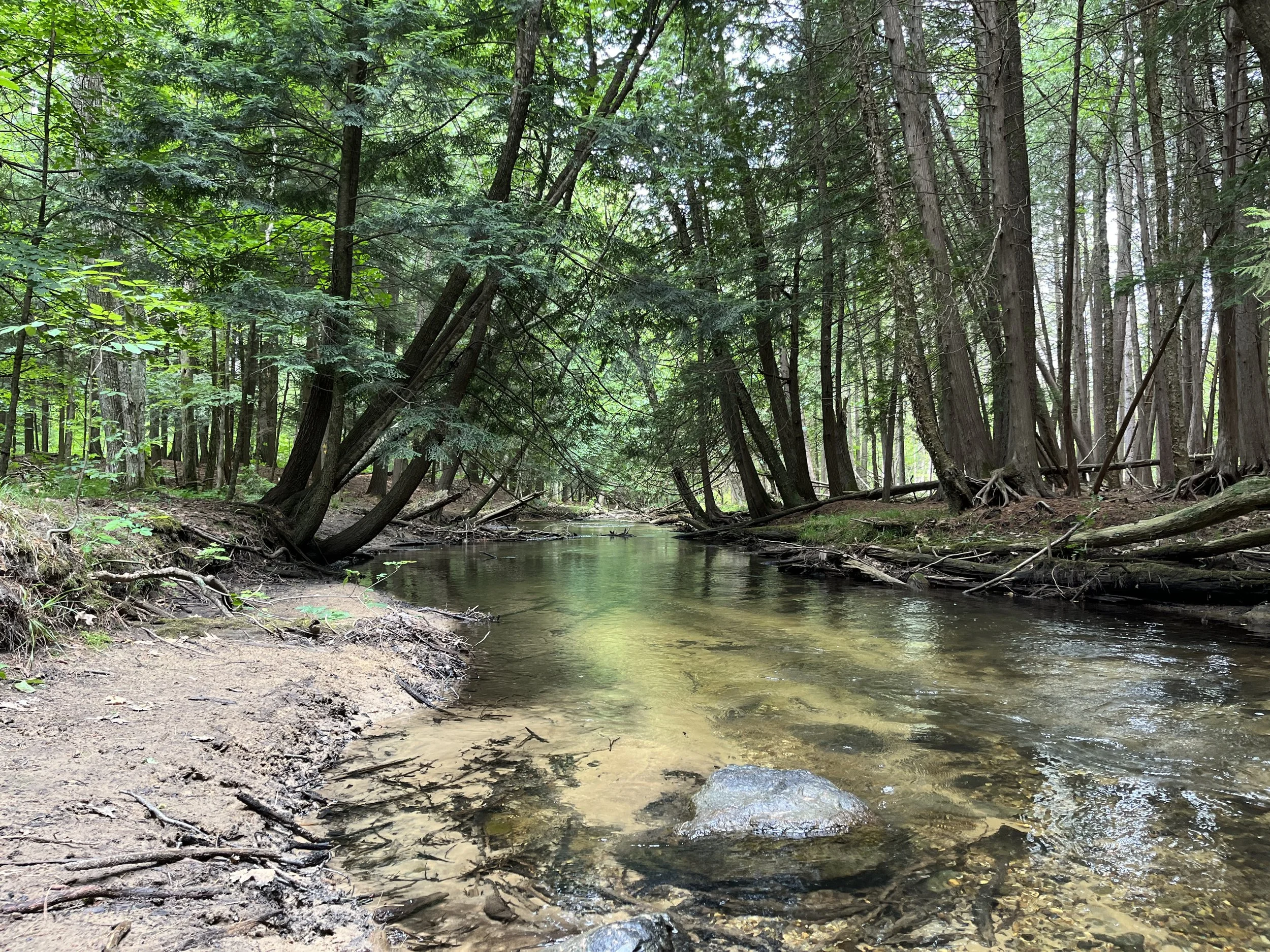 Forester Friday Hike Series: East Creek