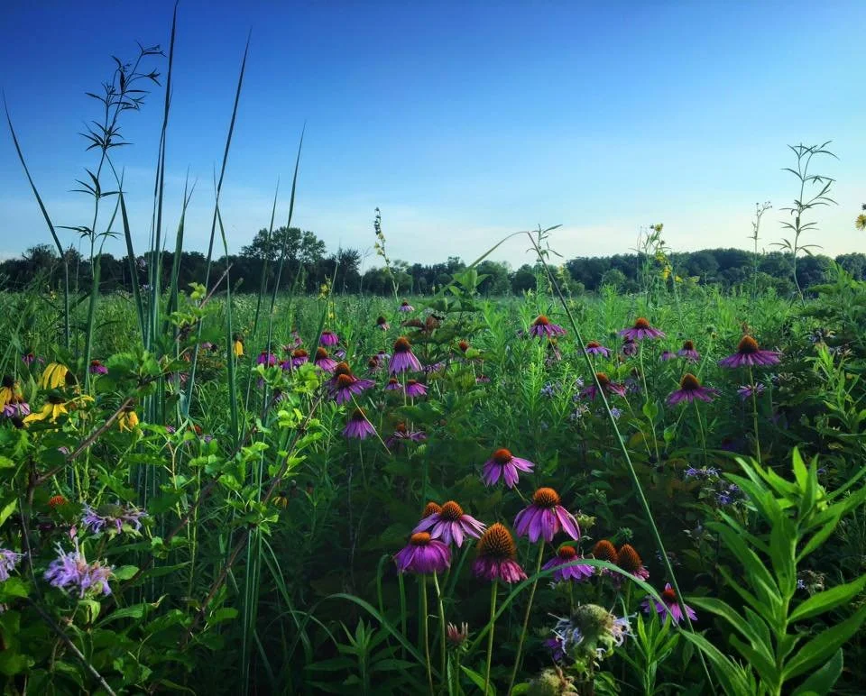 Growing Together Community Workshop: Cover Cropping and Crop Rotation