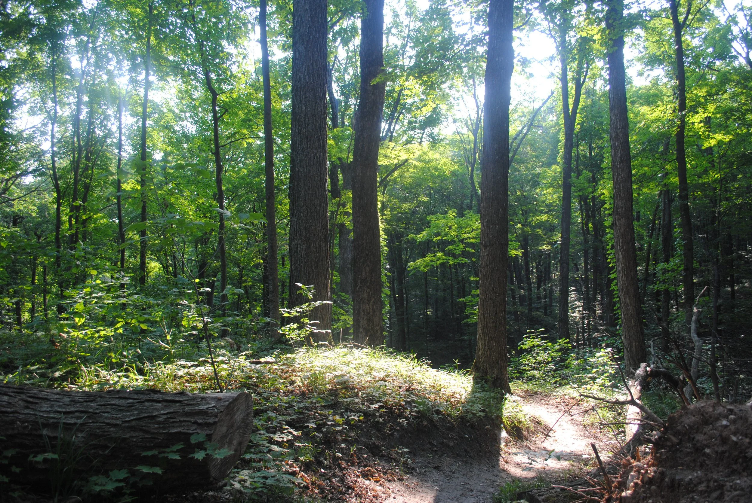 HickoryForestWebsite1.JPG