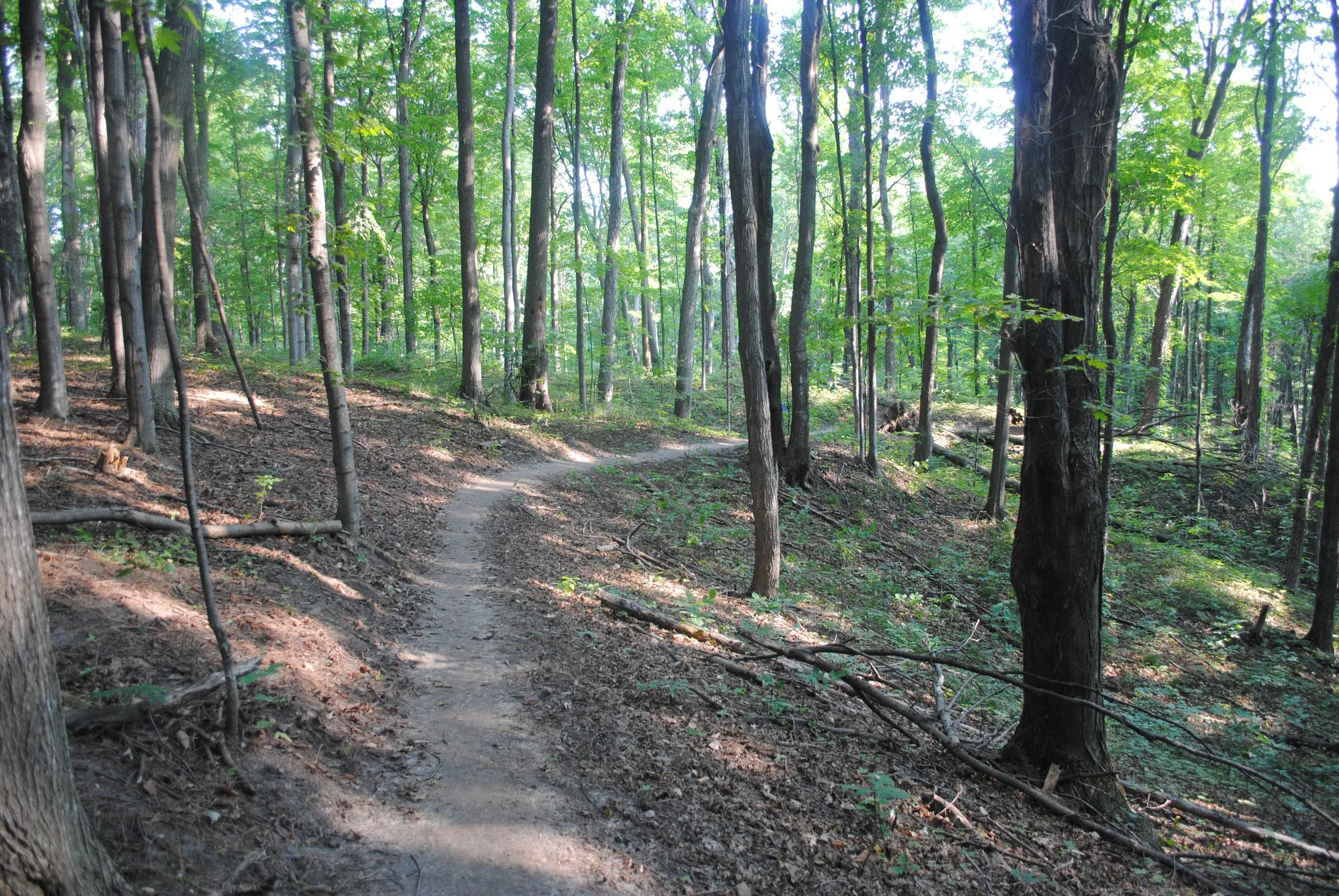 Hickory Forest Webiste 2.JPG