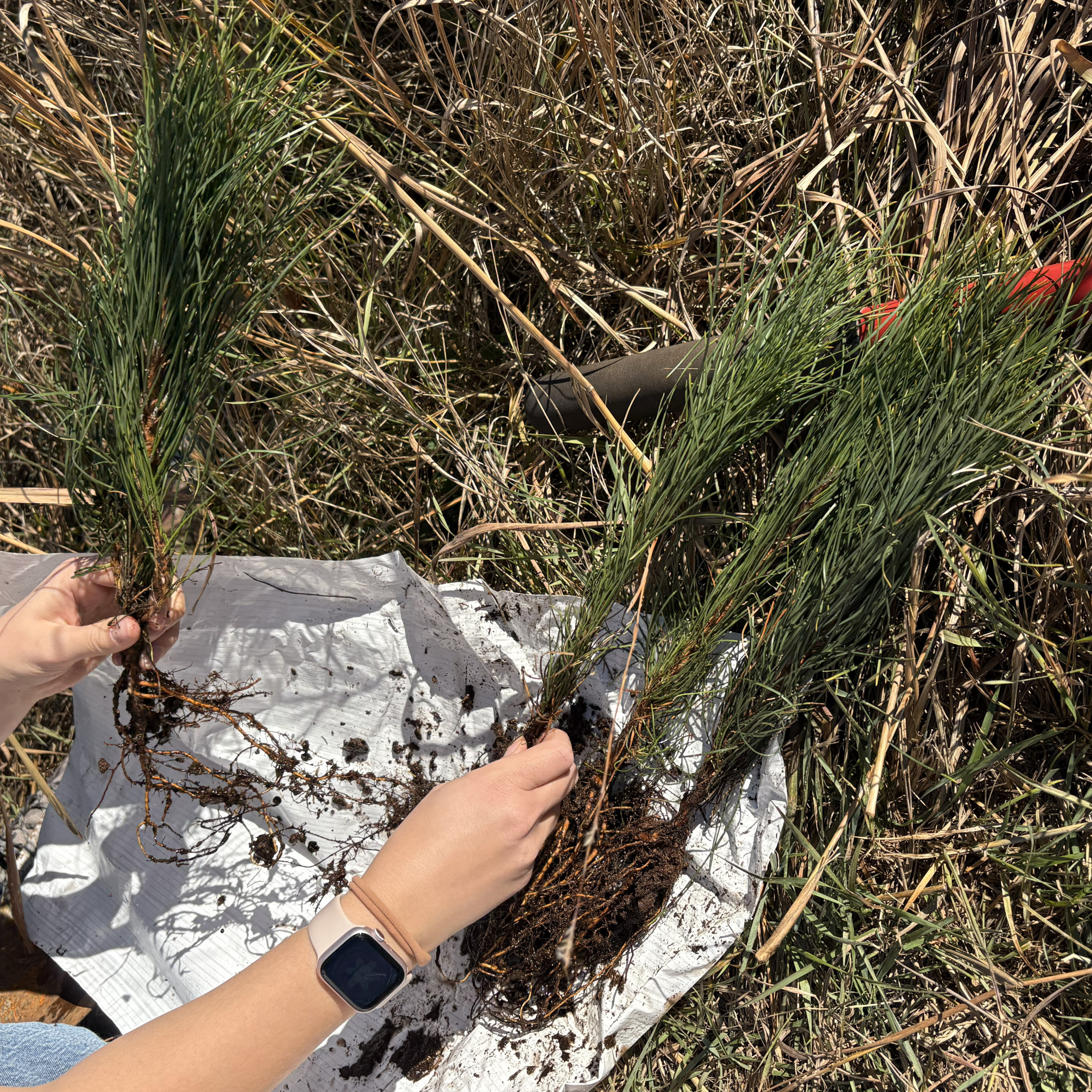 Seedling Selection for your Property: Q &amp; A Panel