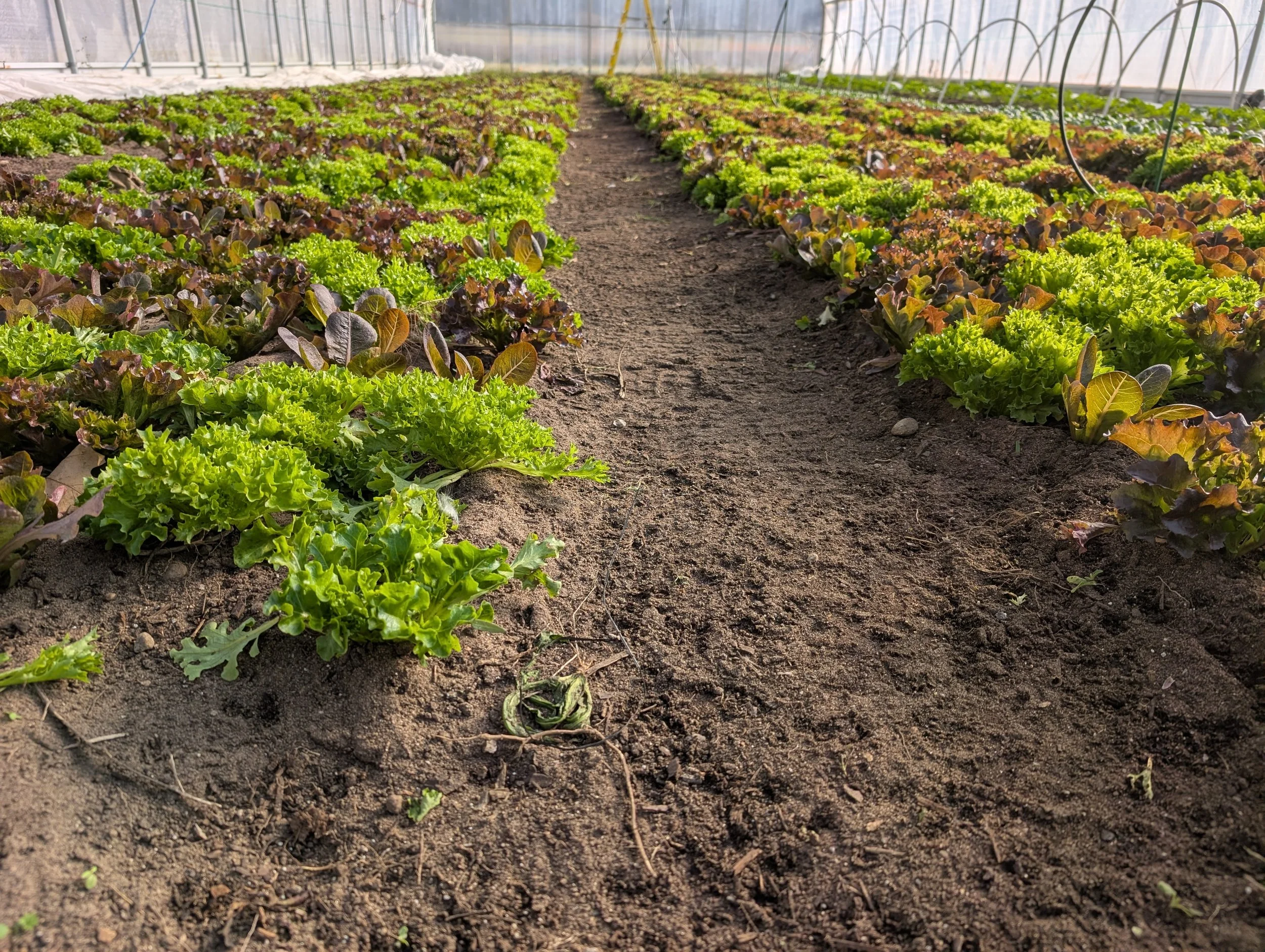 Michigan Transition to Organic Partnership Program (TOPP): Drop-in Office Hour