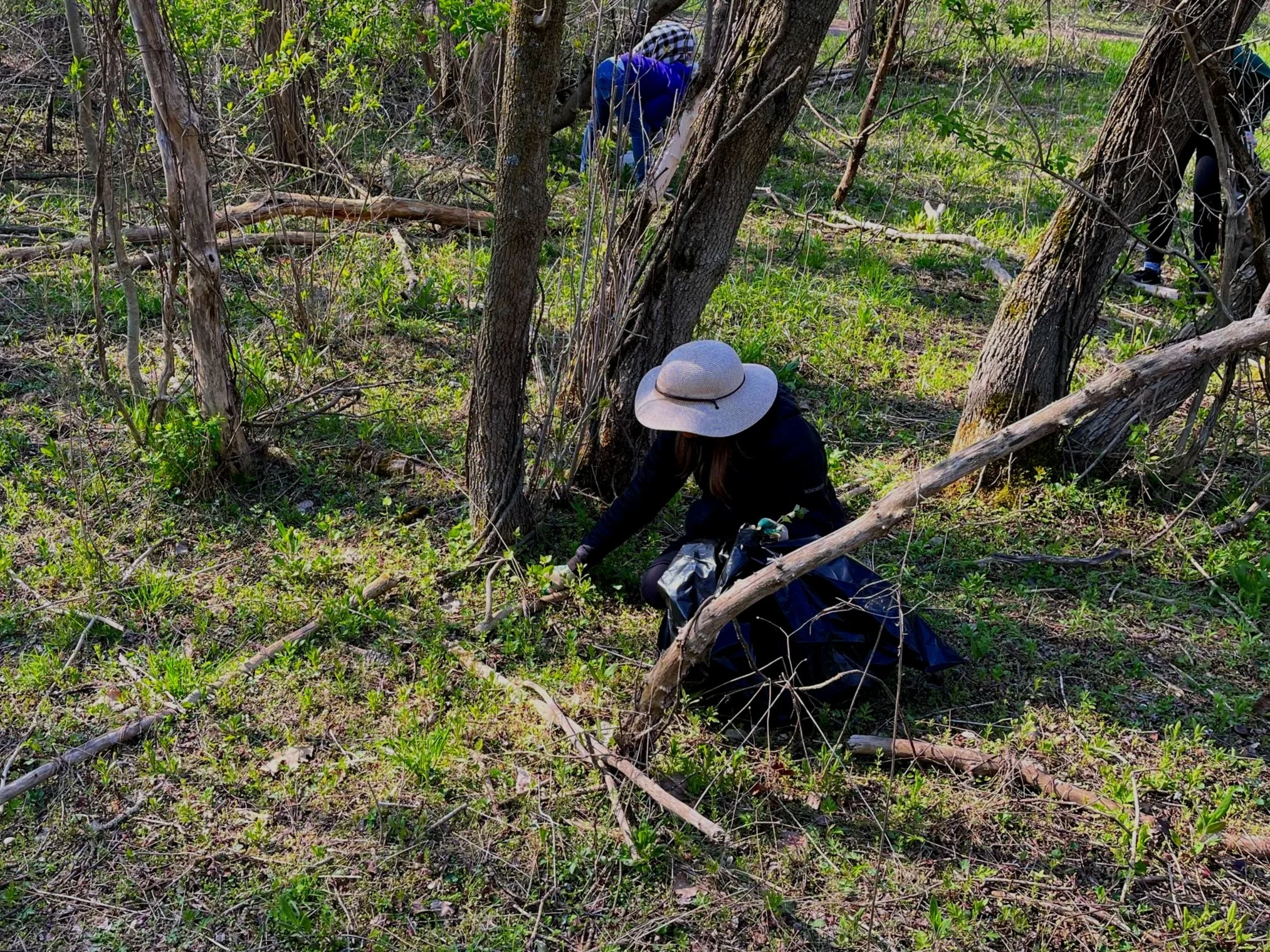 Hickory Meadows Garlic Mustard Removal Workbee