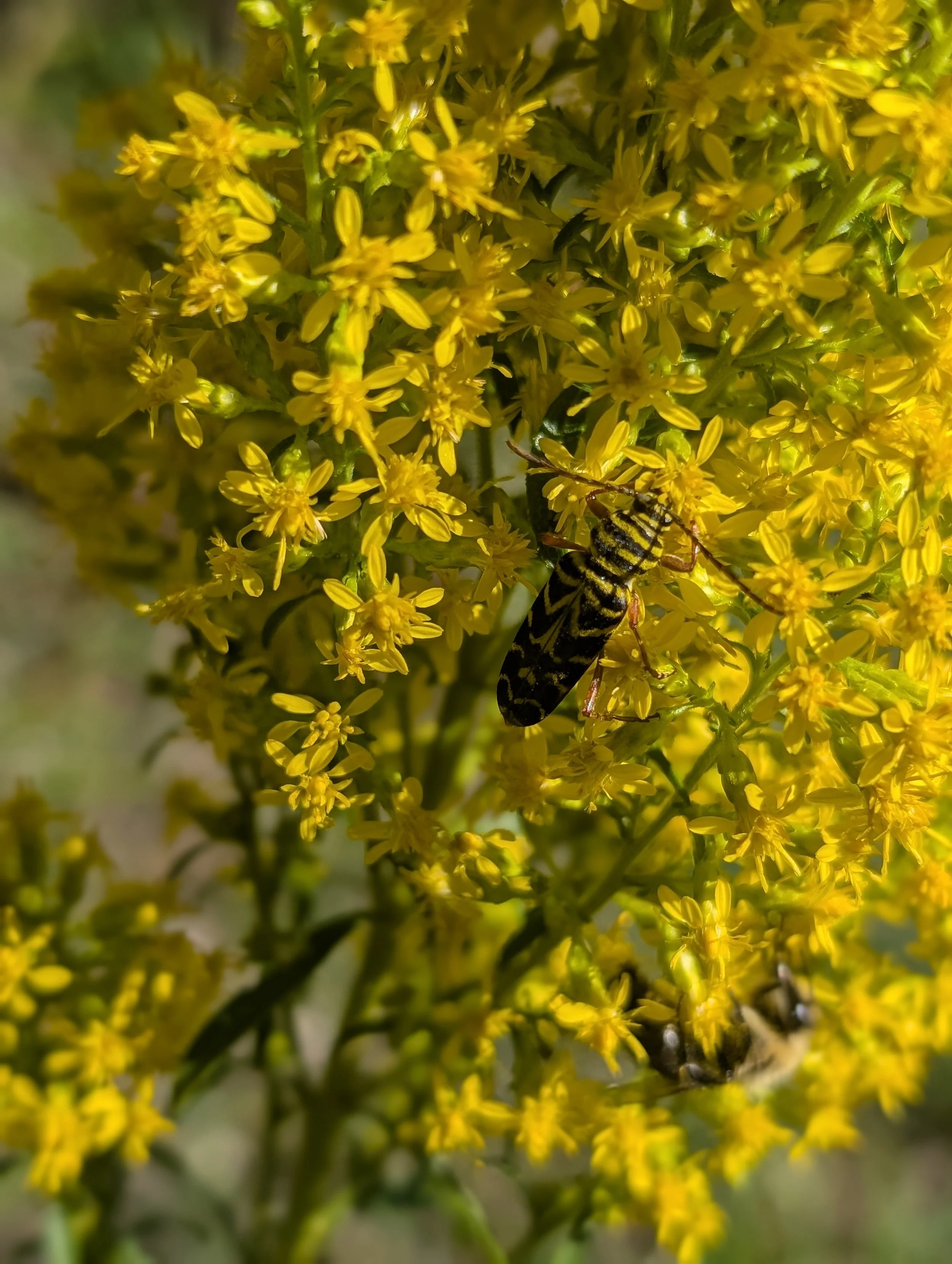 Creating Beneficial Habitat in your Farm or Garden - GLIF Growing Together Series