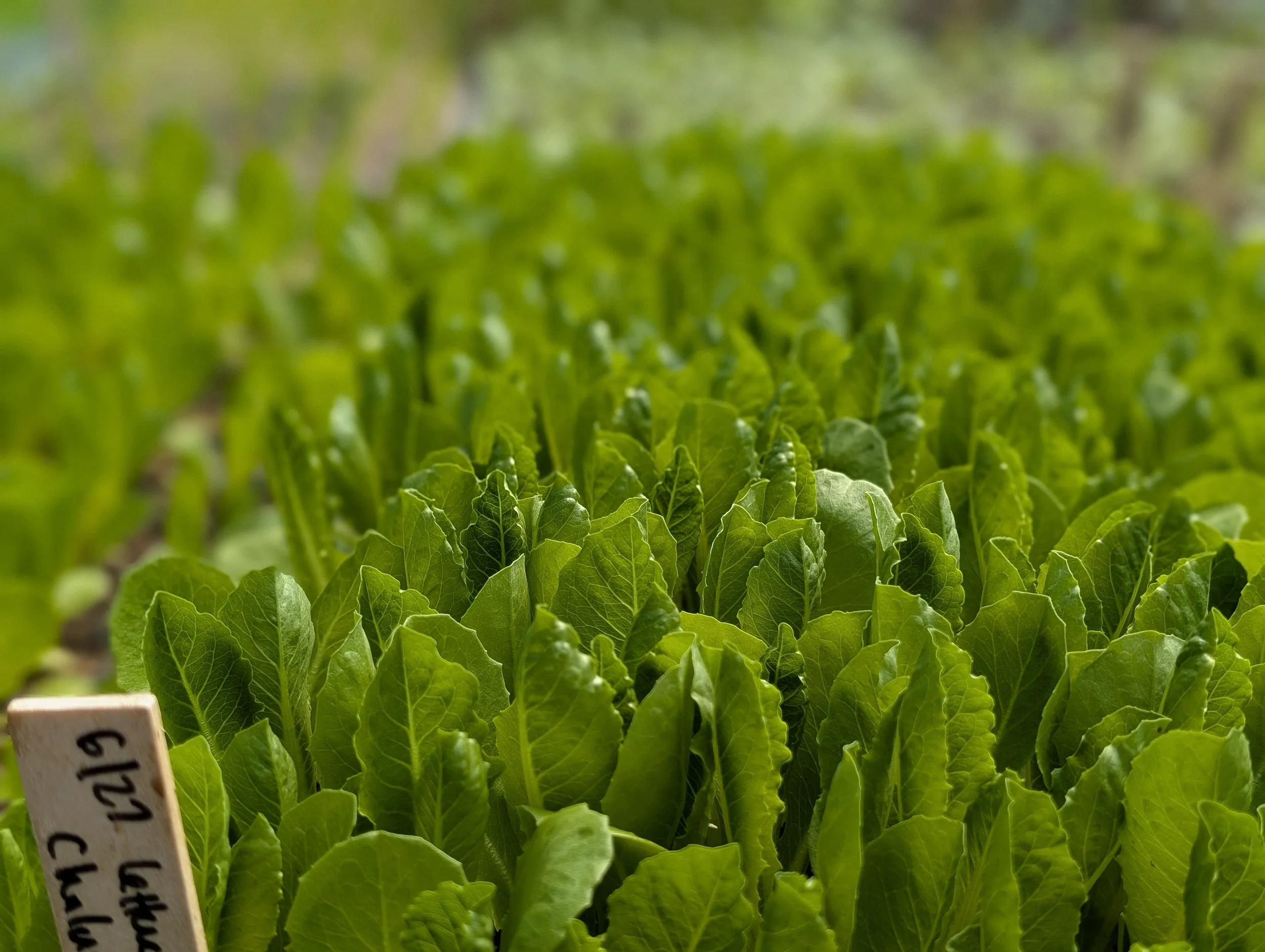 Seedling Starting Workshop - GLIF Growing Together Series