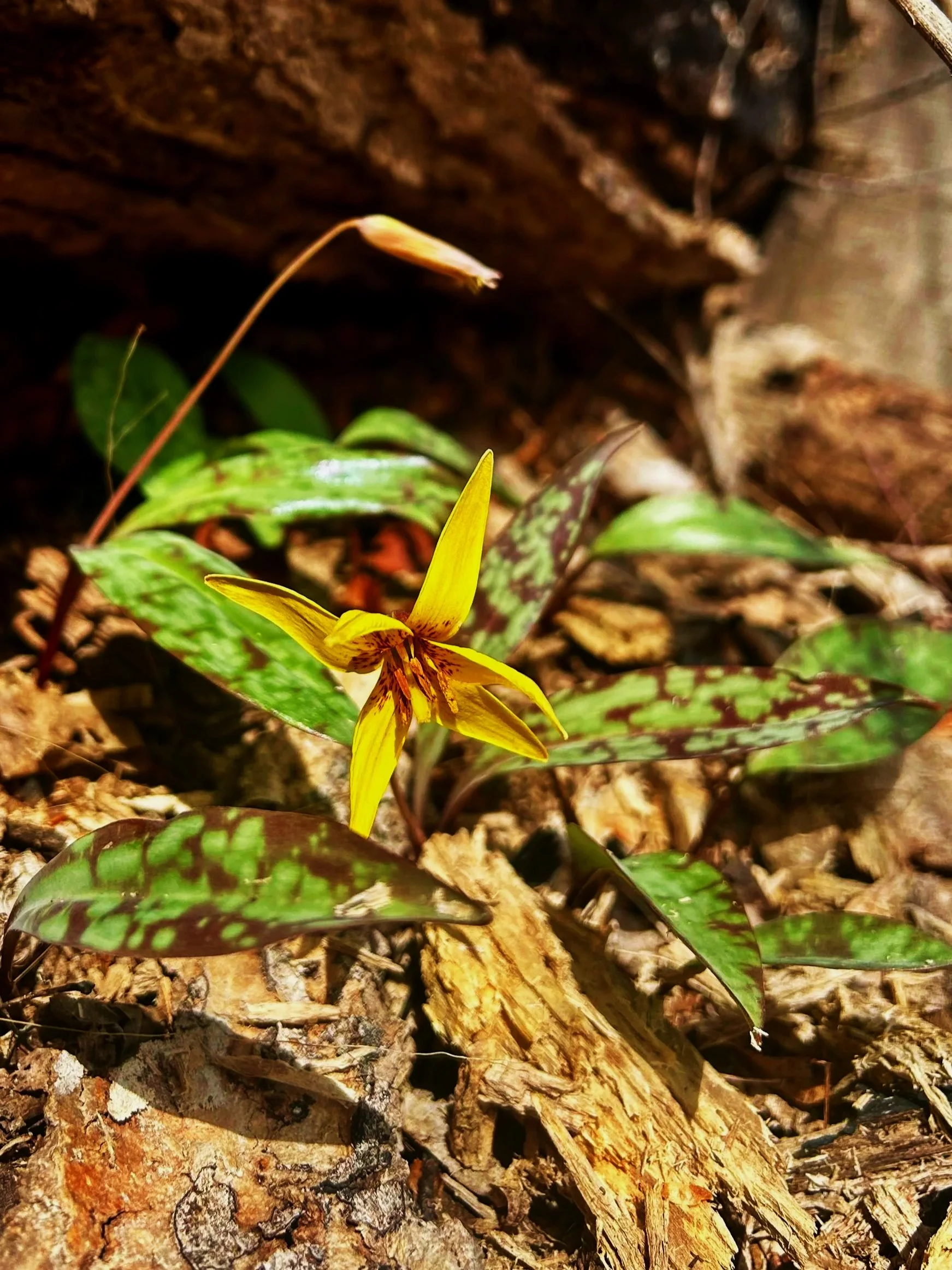 Spring Foraging ID Hike for Beginners