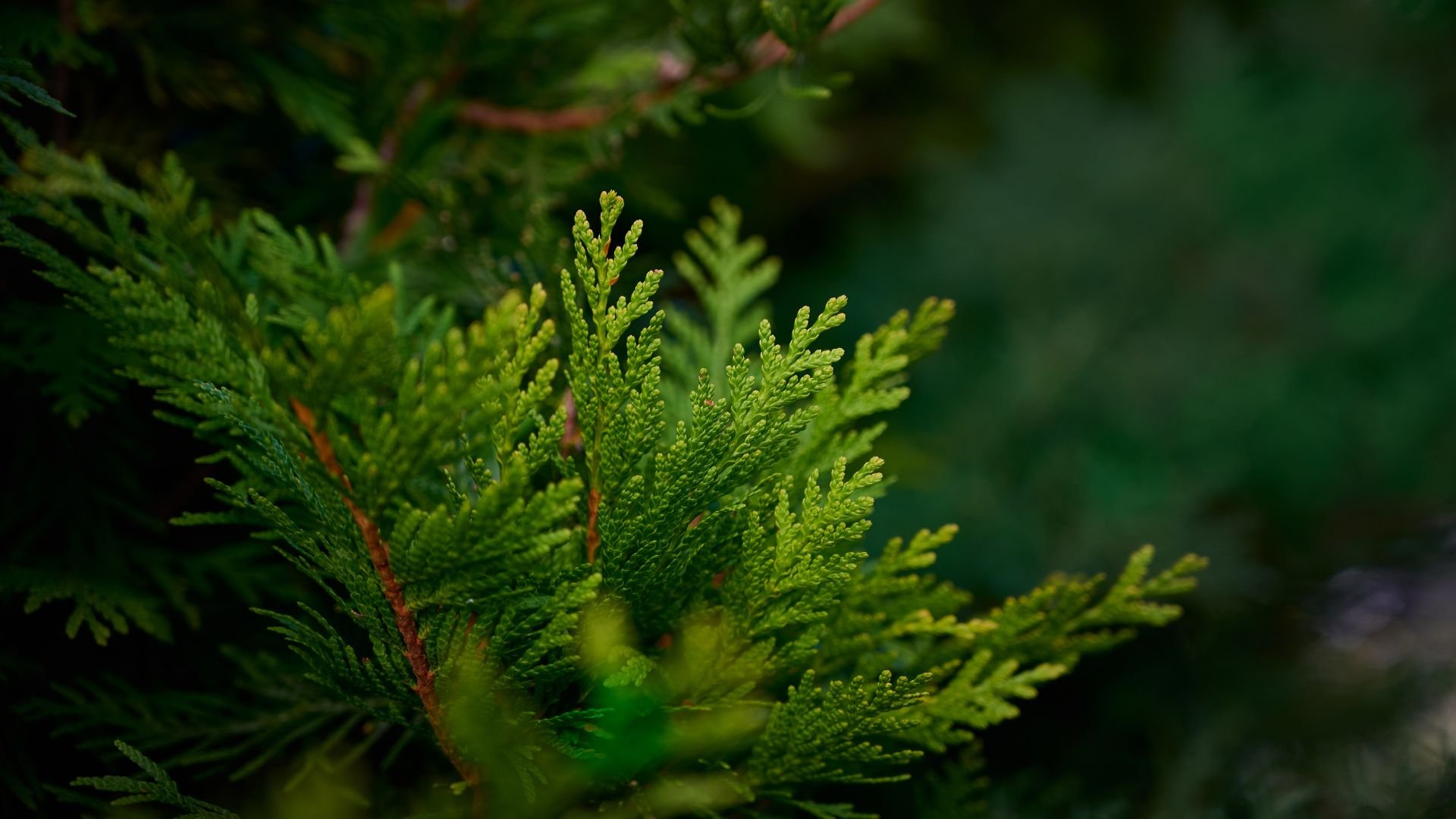 Medicinal Wild Plant Walk and Workshop