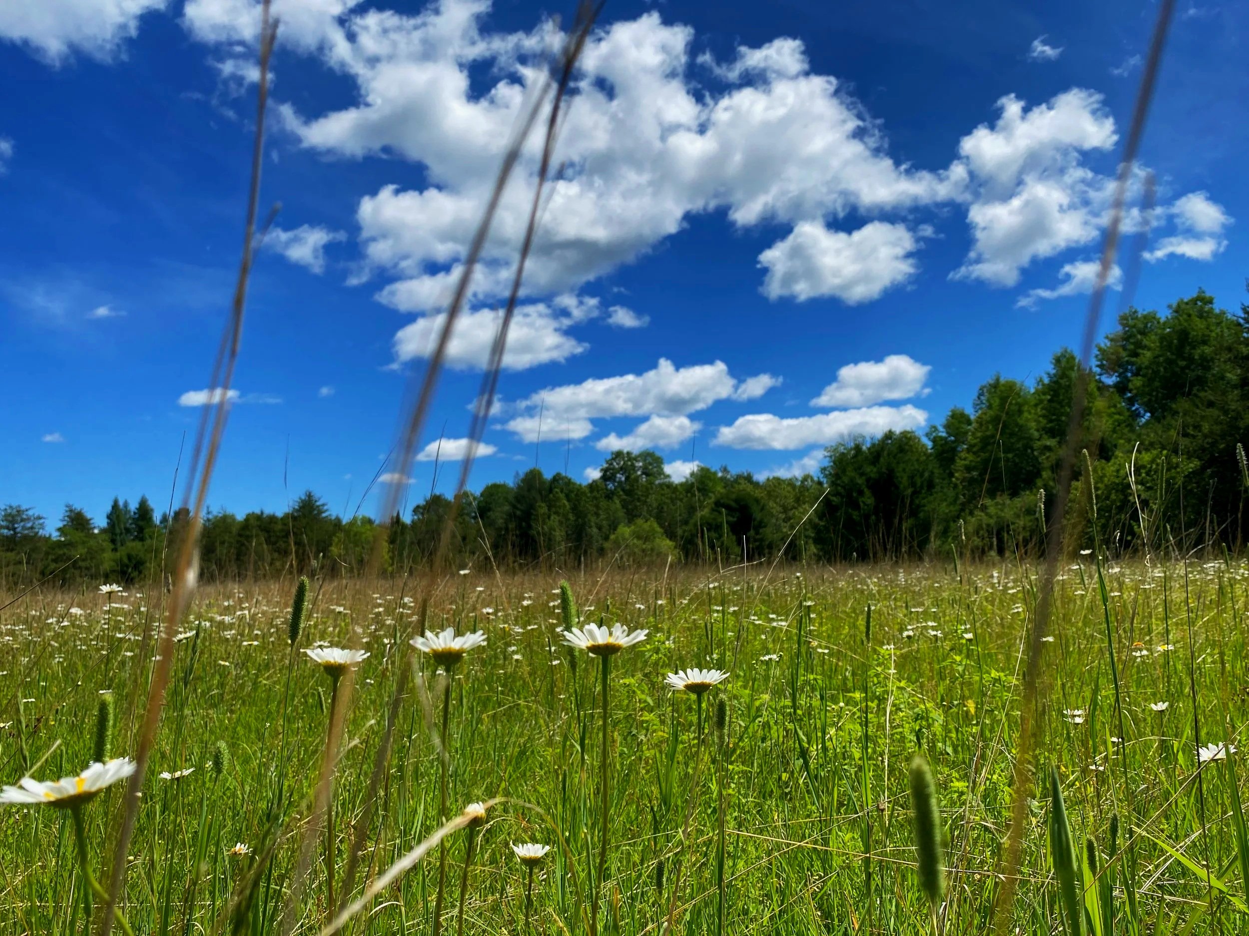 Summer BioBlitz at Brown Bridge Quiet Area