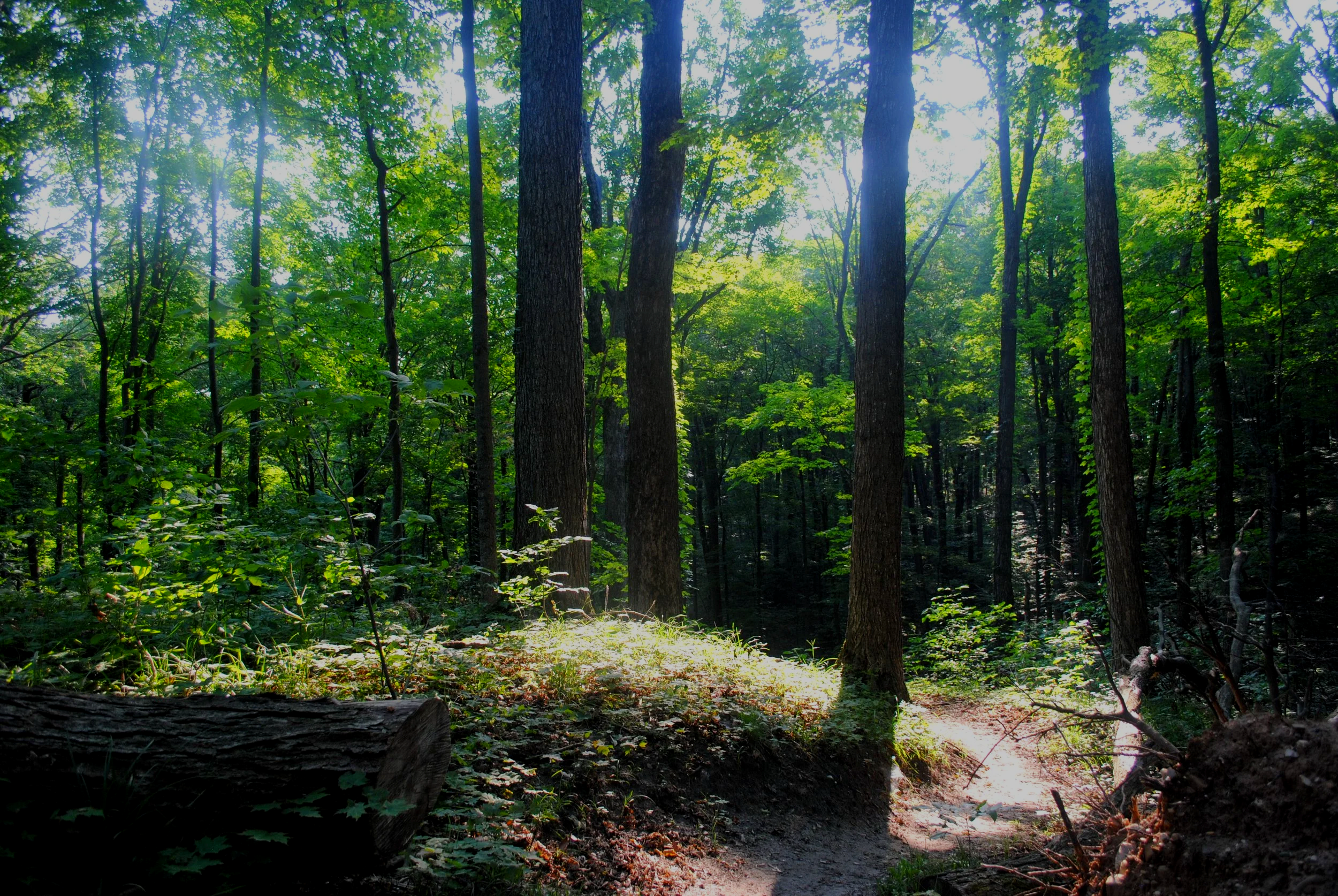 Spring BioBlitz at Hickory Forest