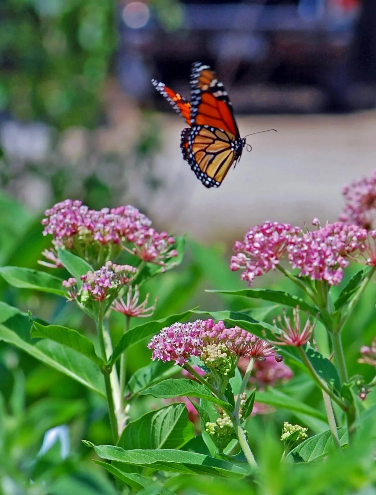 Native Plants for Garden and Landscape: Q&amp;A Panel