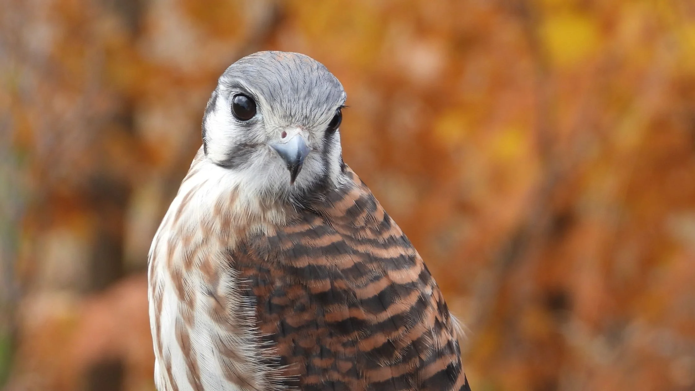 An Evening with Raptors