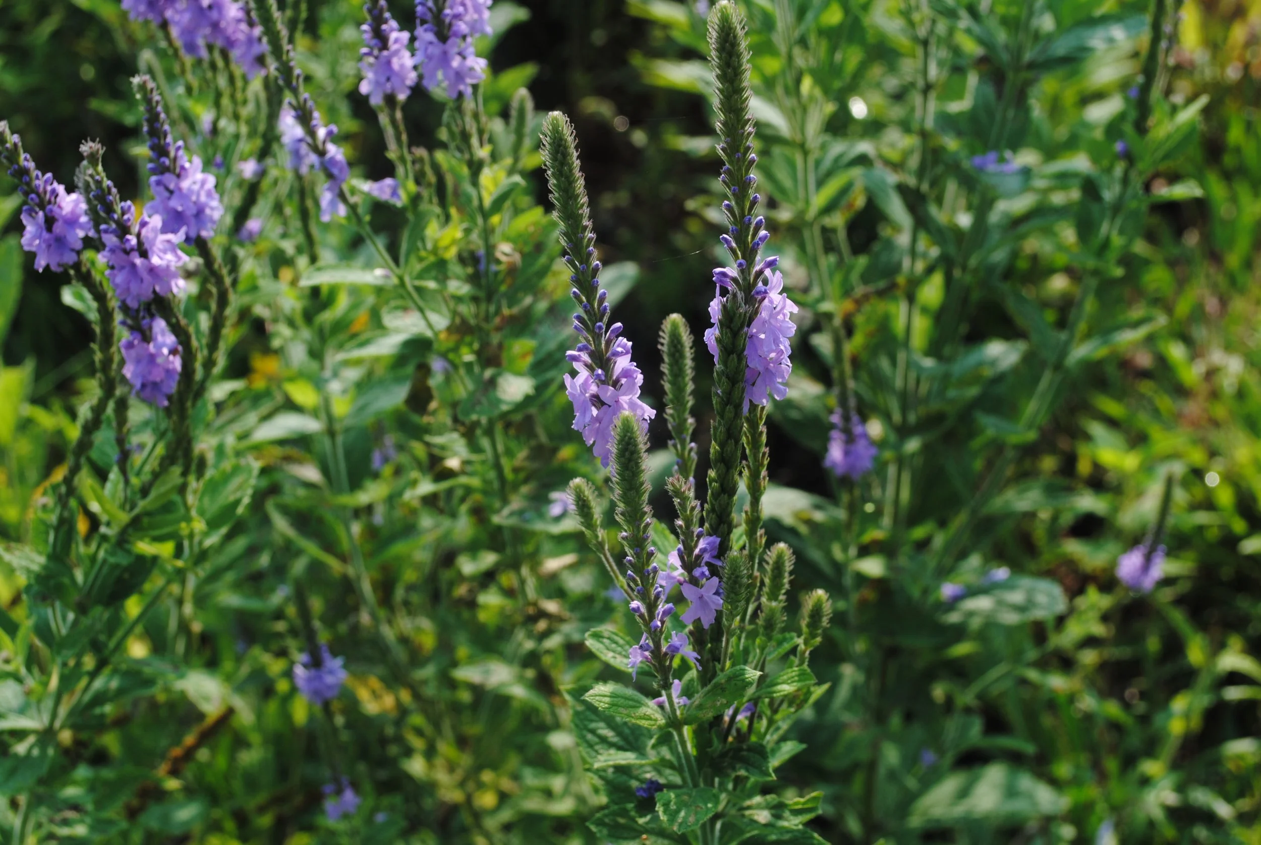 Year of the River Speaker Series - Native Garden Walk &amp; Talk