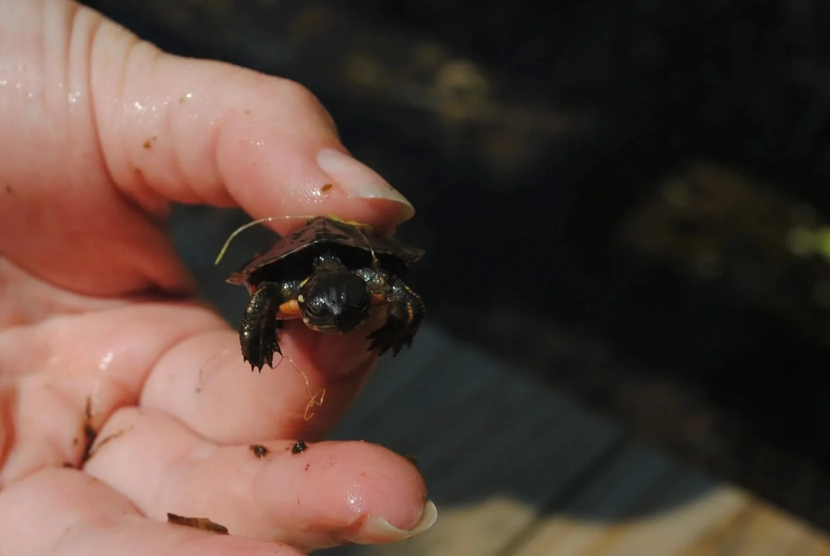 Family River Day - July