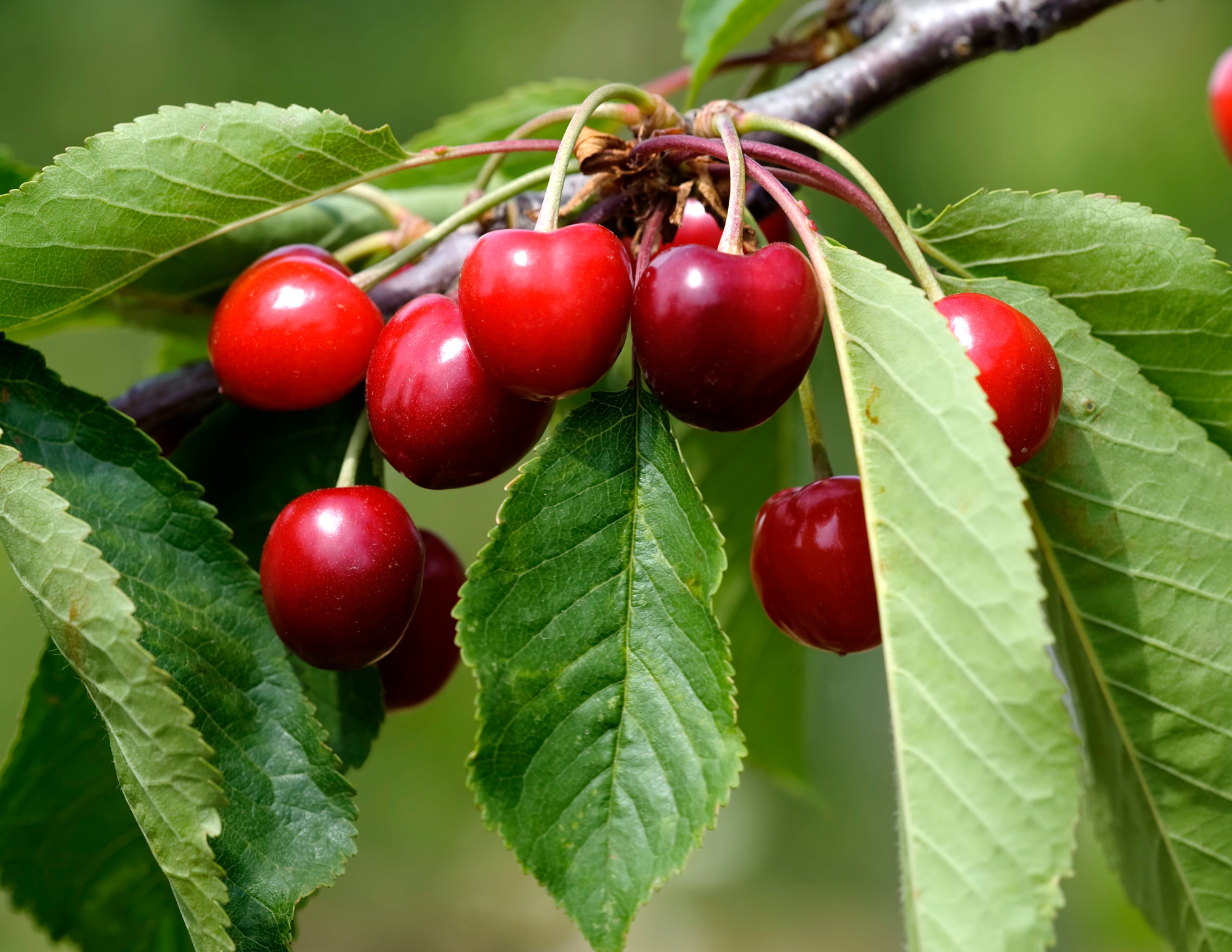 Perennial Farm Ecosystem Conference