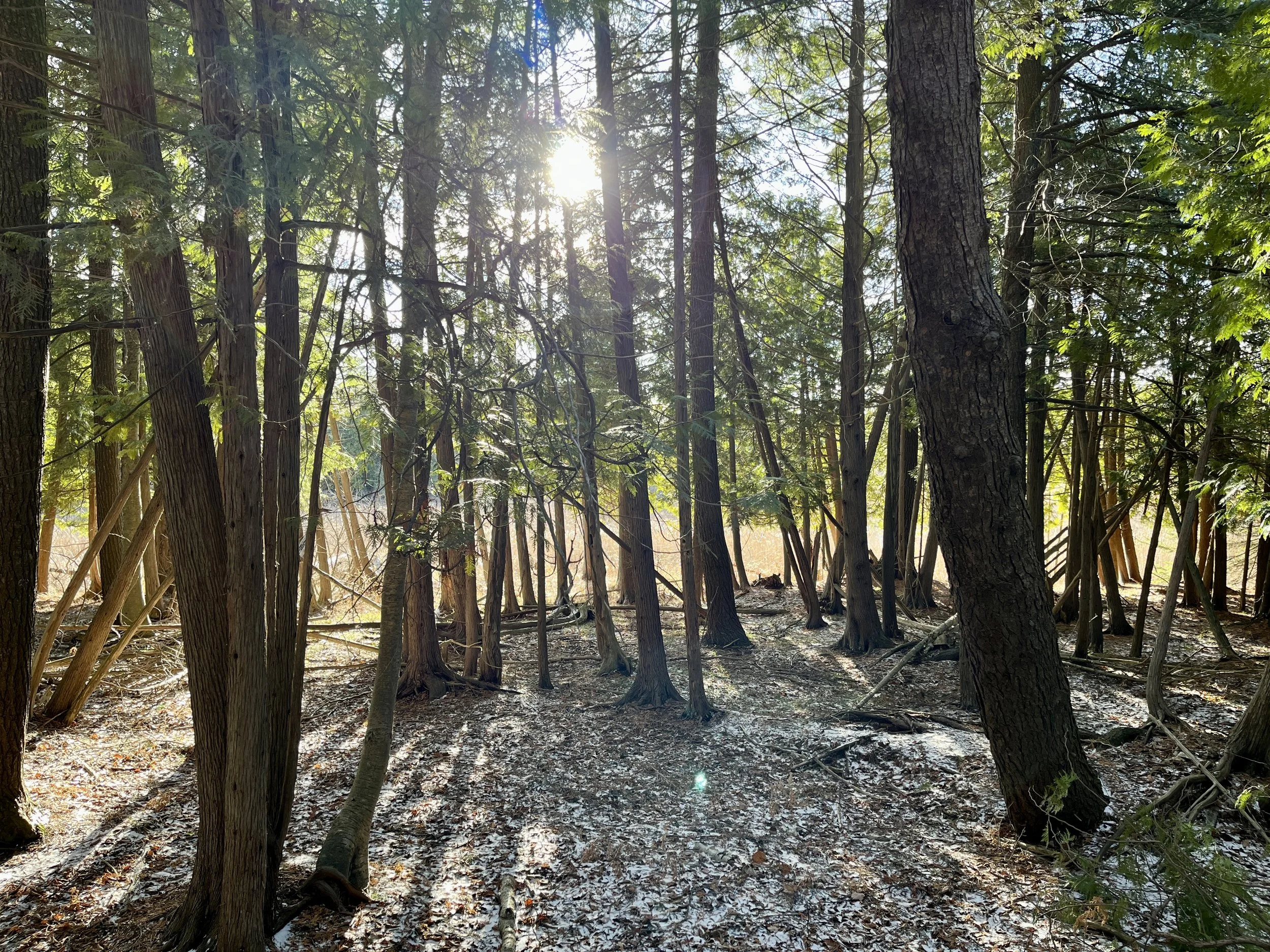 NER Sun through trees_LK.jpg