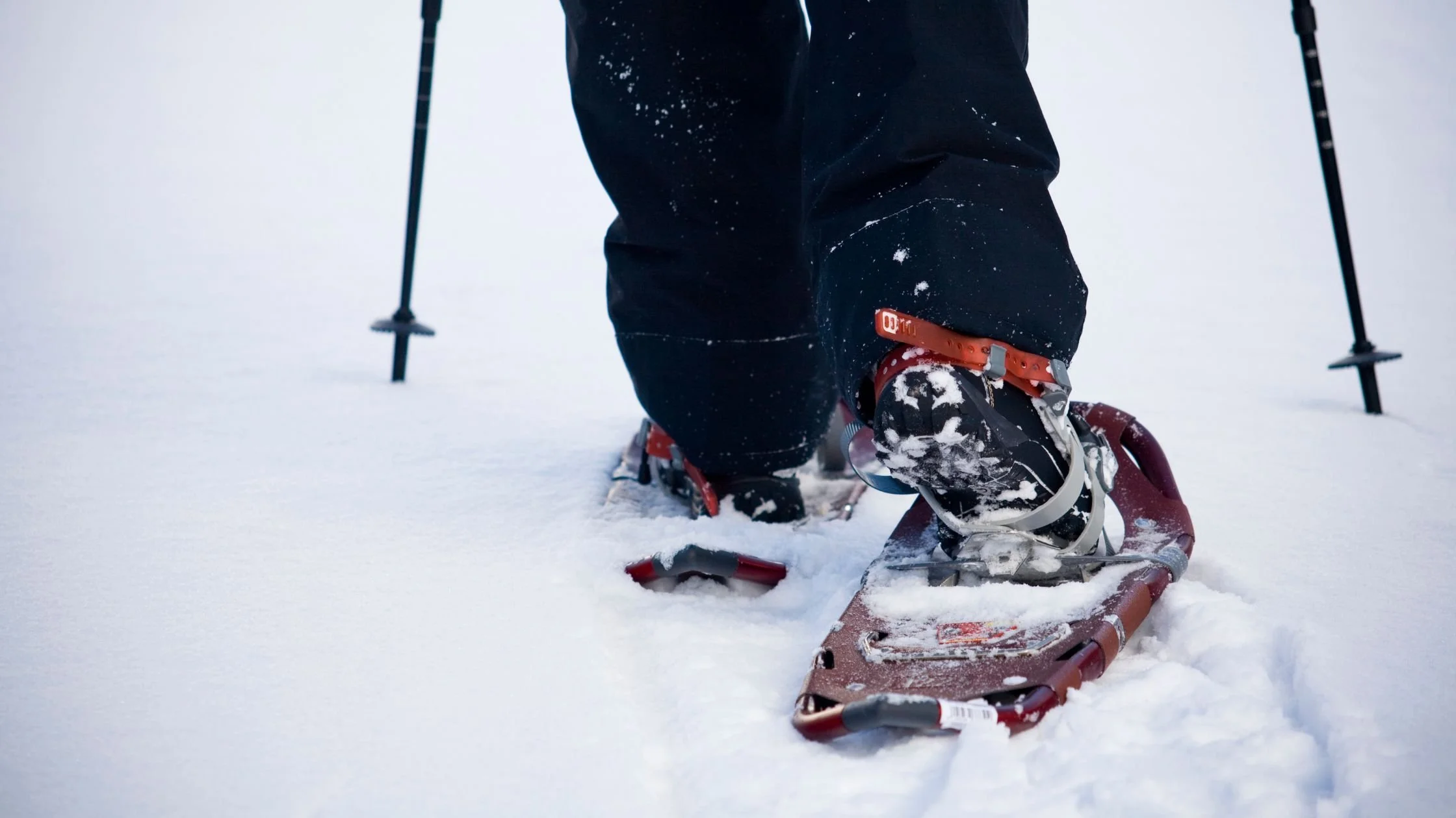 Guided Snowshoe Hike