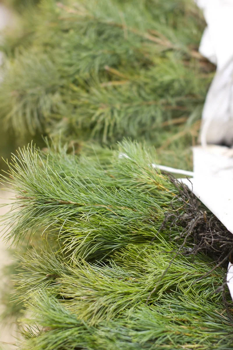 Seedling Selection for your Property: Q&amp;A Panel