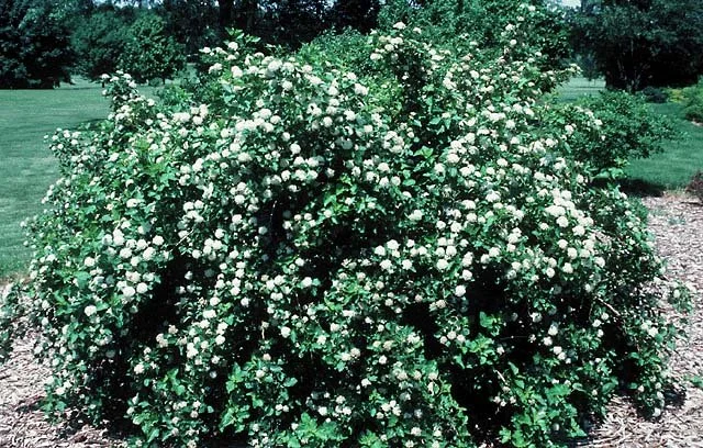 Common Ninebark plant.jpg