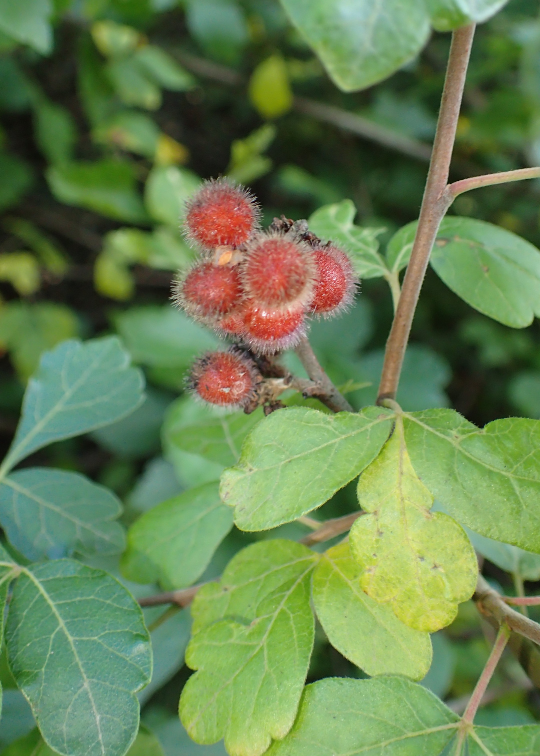 Fragrant+Sumac+drupes.png