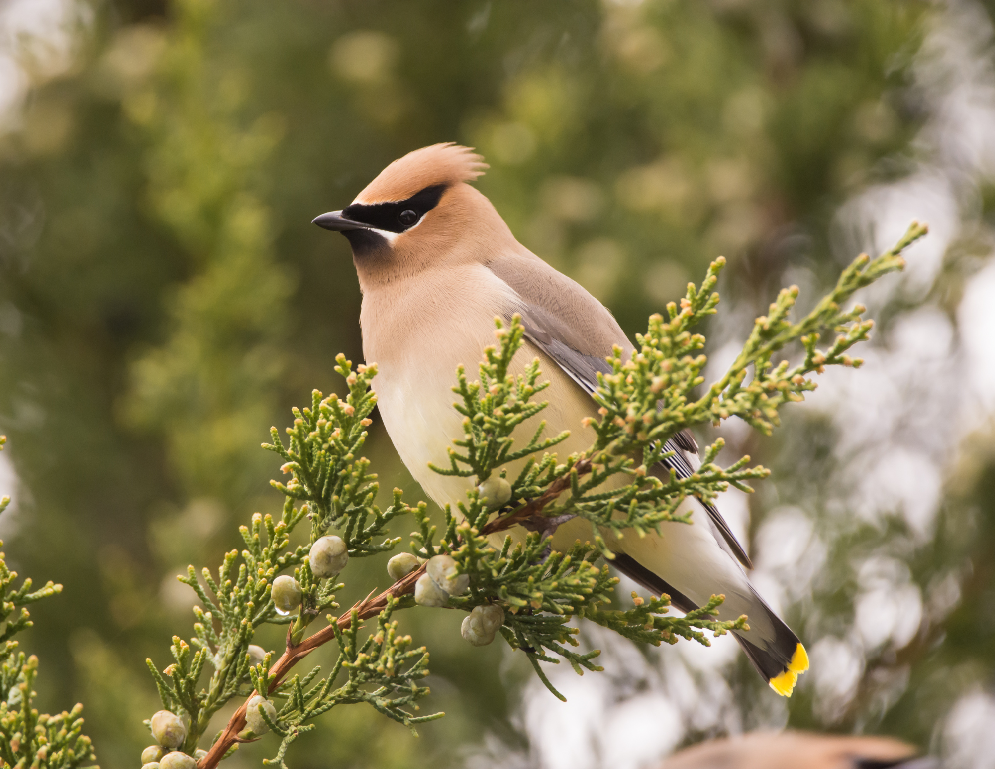 Cedar Waxwing (Bombycilla cedrorum), by Getty Images