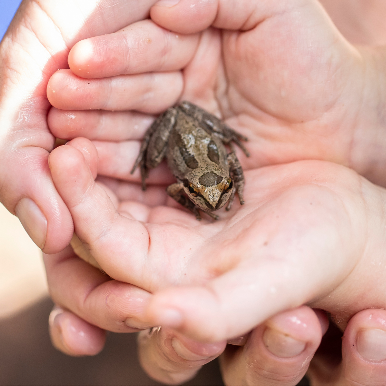 Peepers Program — Grand Traverse Conservation District