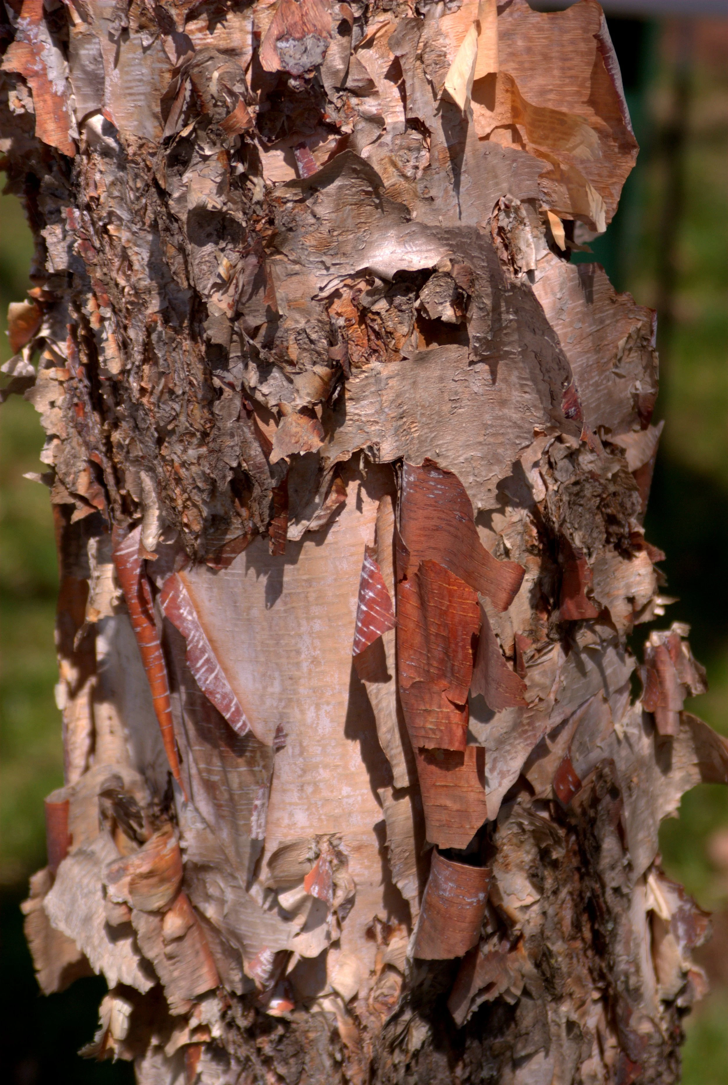 Betula nigra_magnolia1000.jpg