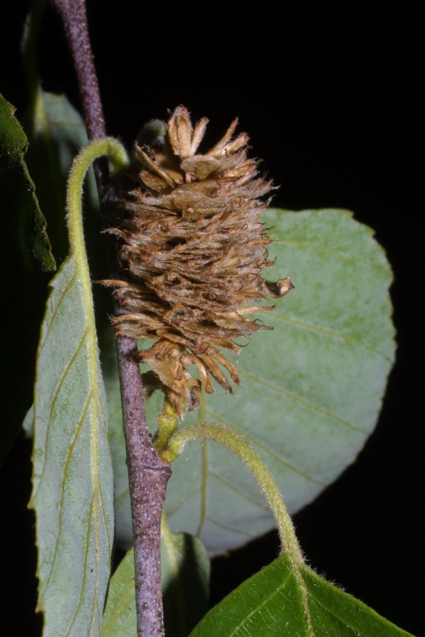 Betula nigra_Steven J. Baskauf (4).jpg