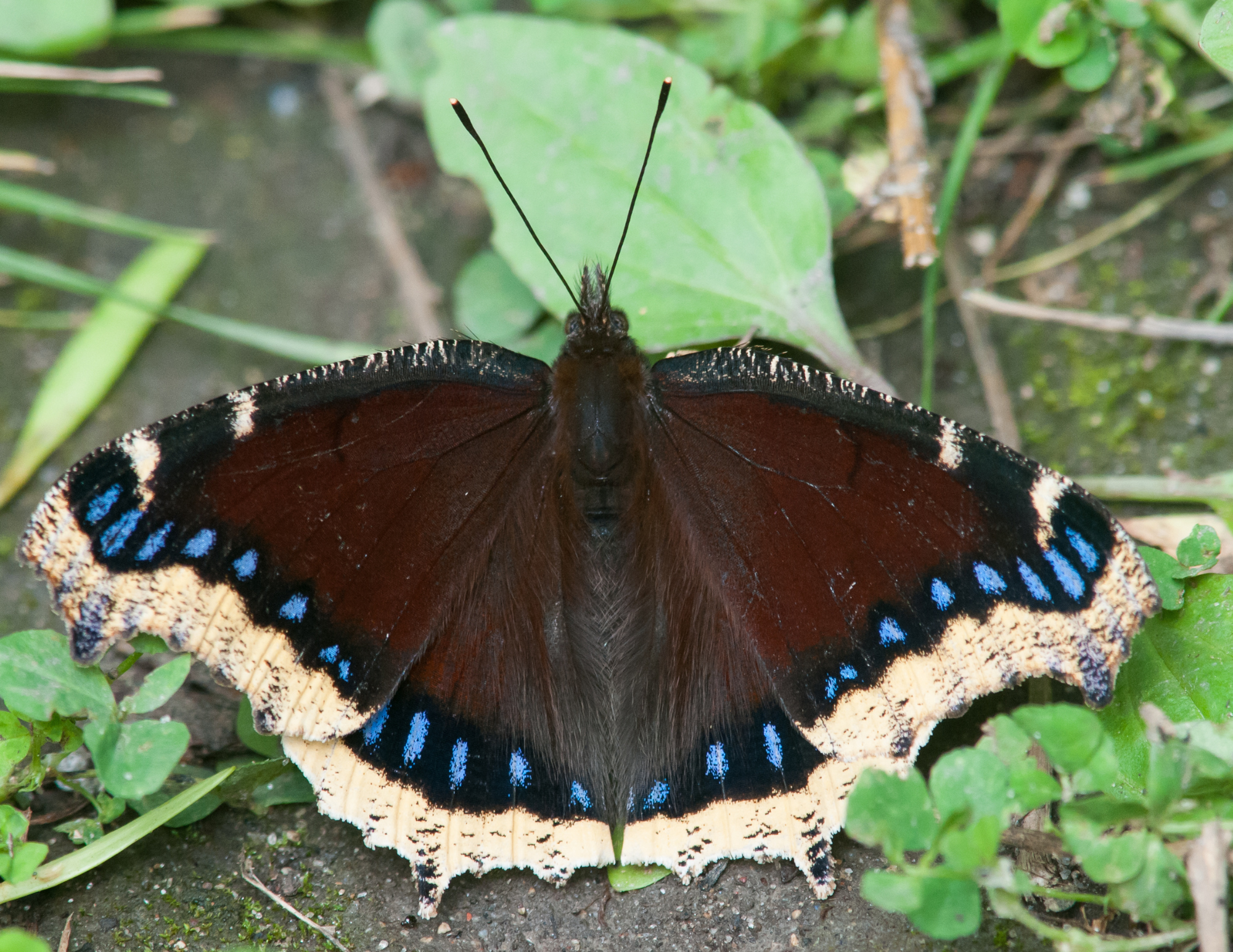 Mourning Cloak Butterfly (Nymphalis antiopa), by Getty Images