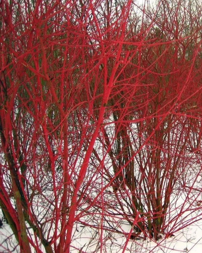 Red-osierDogwoodBark_RafaelPenaloza.jpg