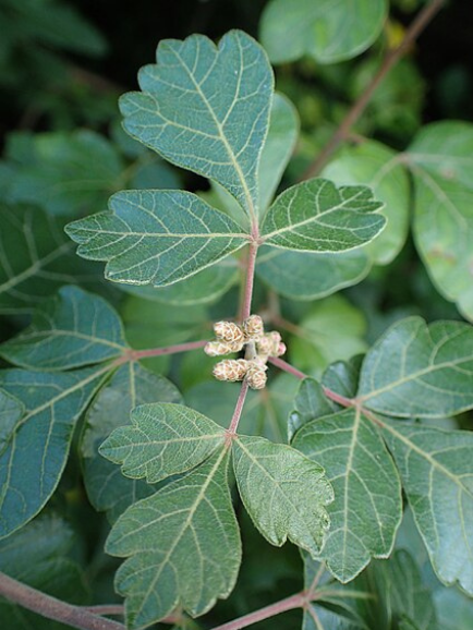 Fragrant+Sumac+leaves.png