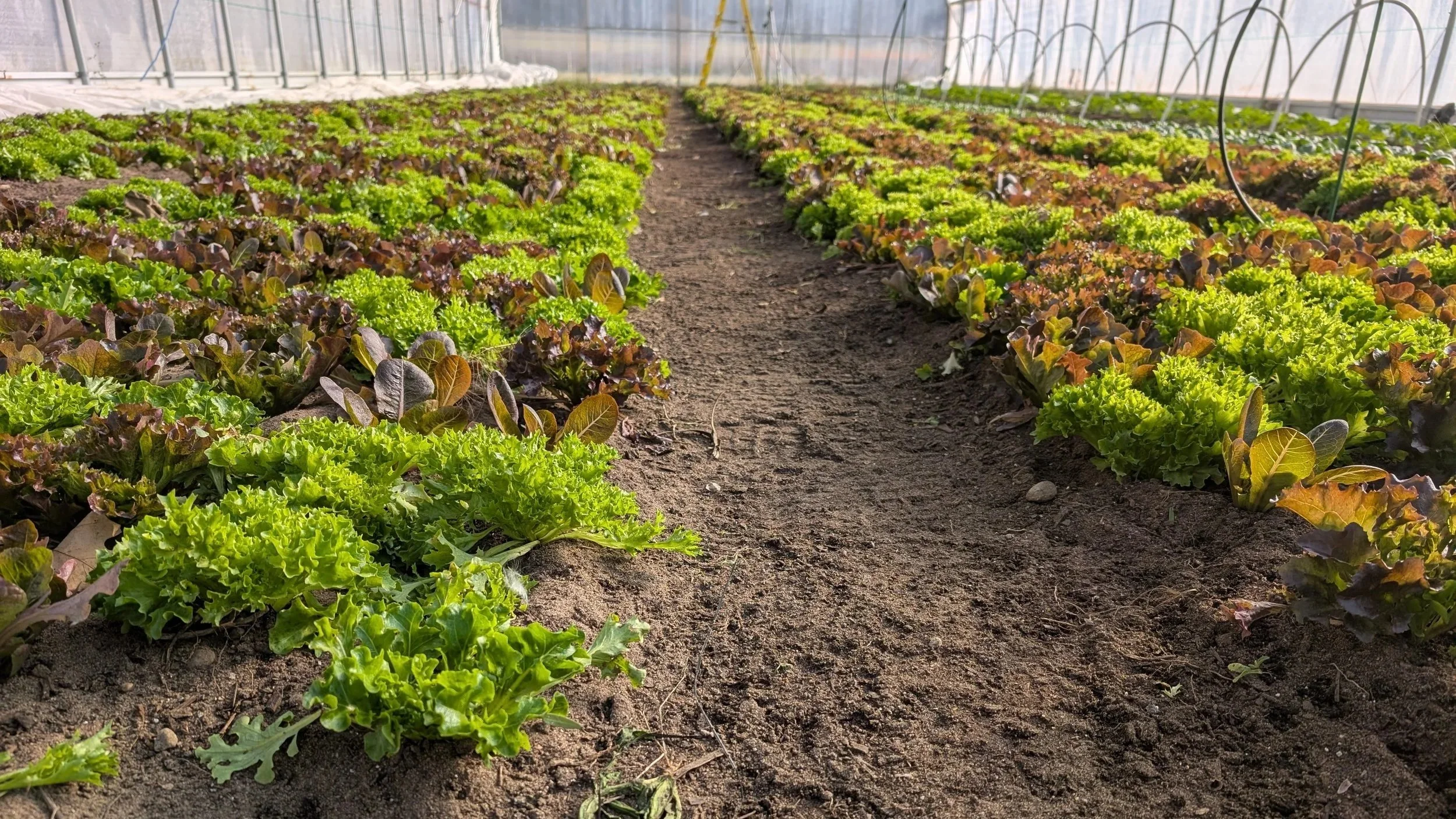 GLIF hoophouse lettuce mix 2025.jpg