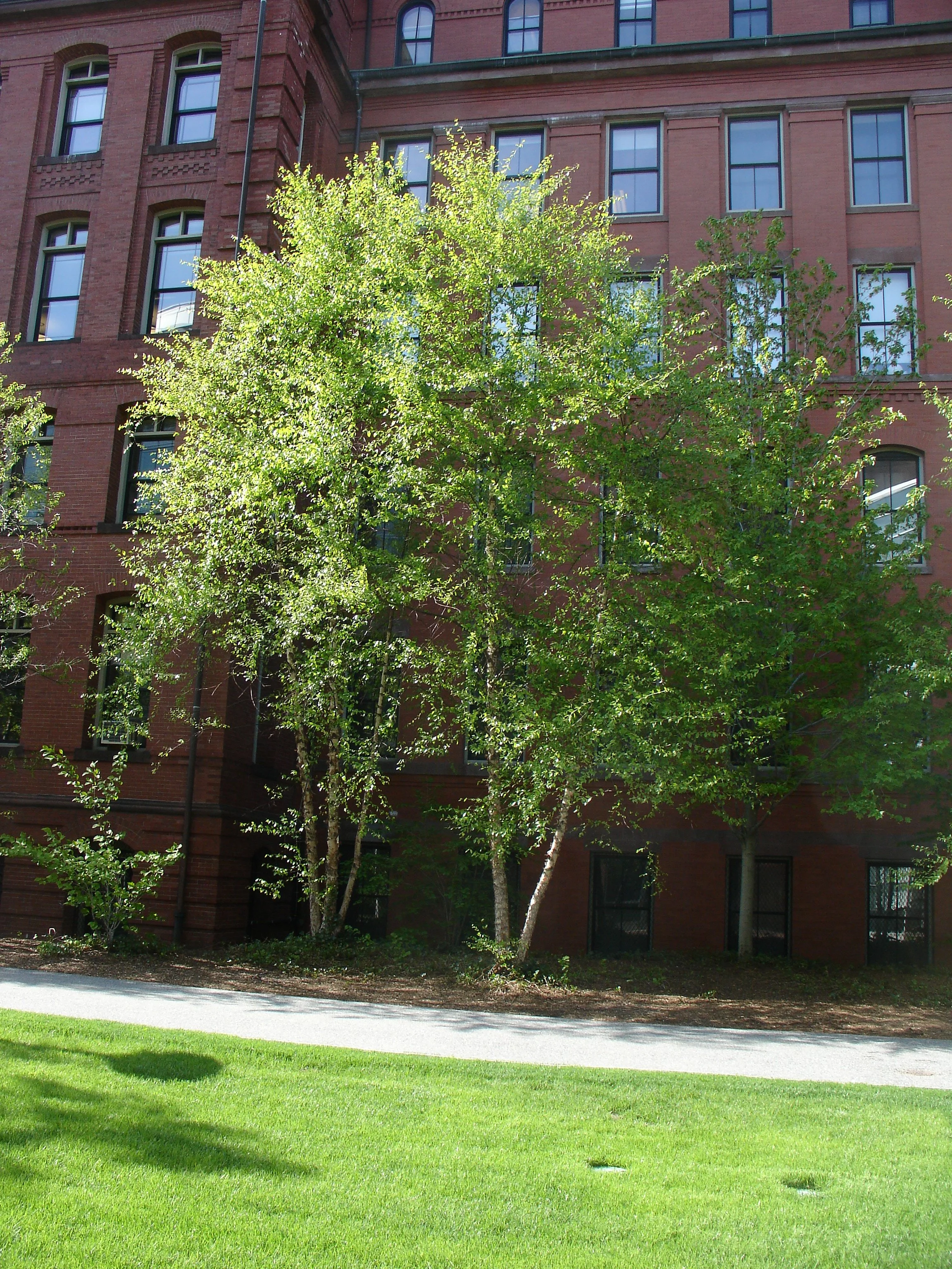 Betula nigra_geneva_wirth.jpg