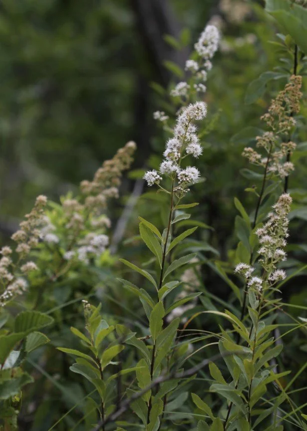 Meadowsweet_RobRoutledge.jpg