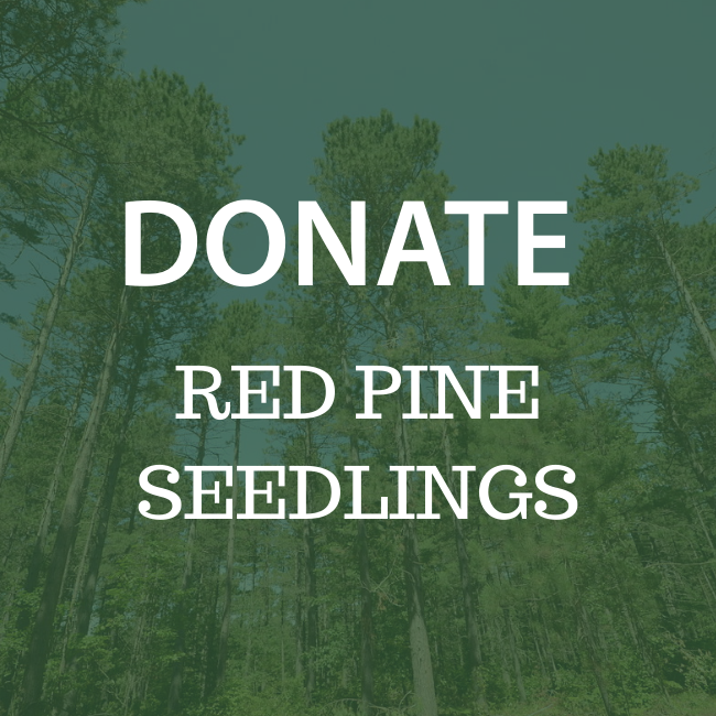 DONATE RED PINE SEEDLINGS (1).png
