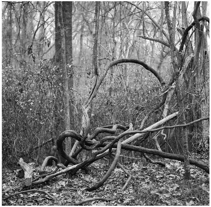 Ashleigh Coleman — Elizabeth Abston LLC