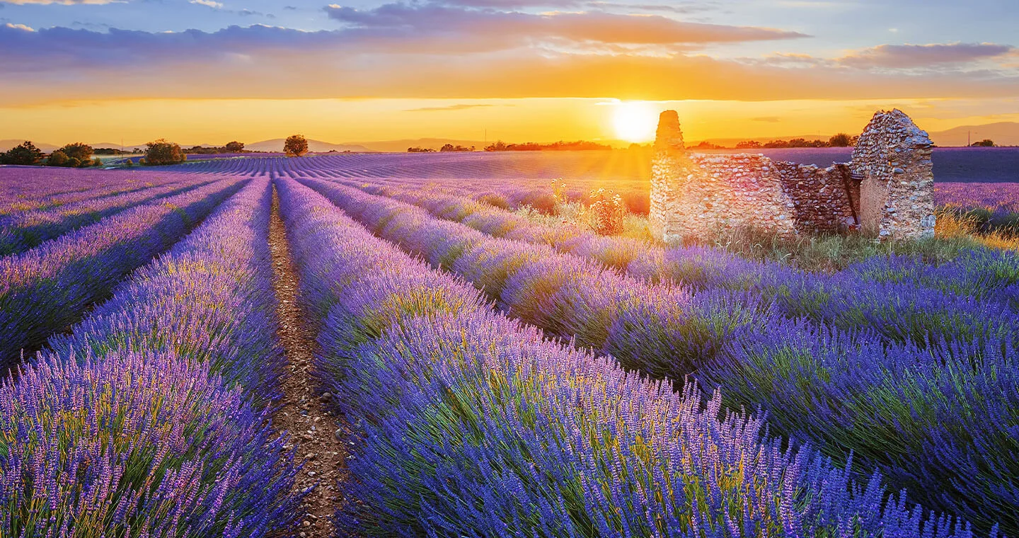 The Complete Guide to Lavender Essential Oil: From Ancient Rituals to Modern Aromatherapy
