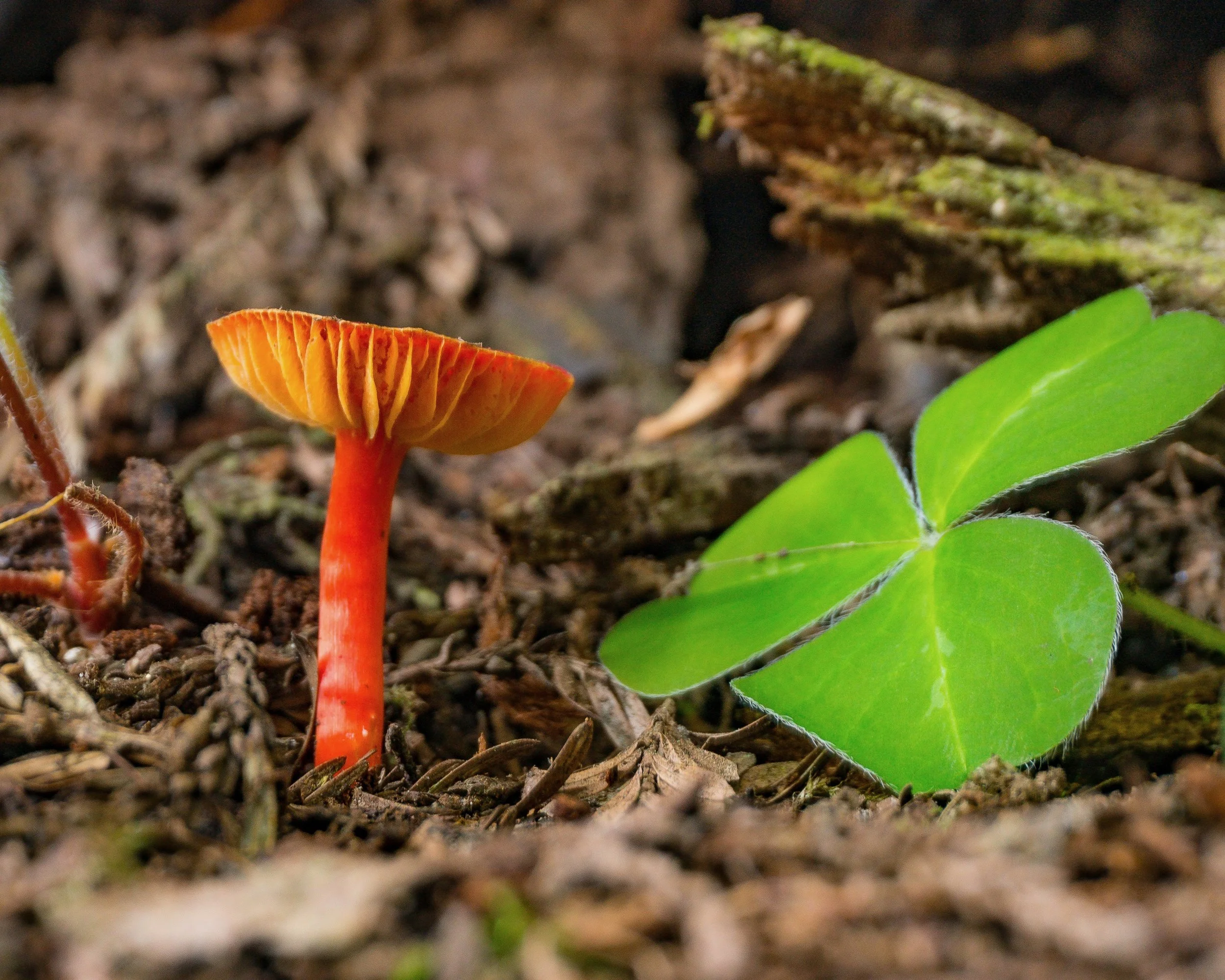 RedwoodsAO (110 of 124).jpeg